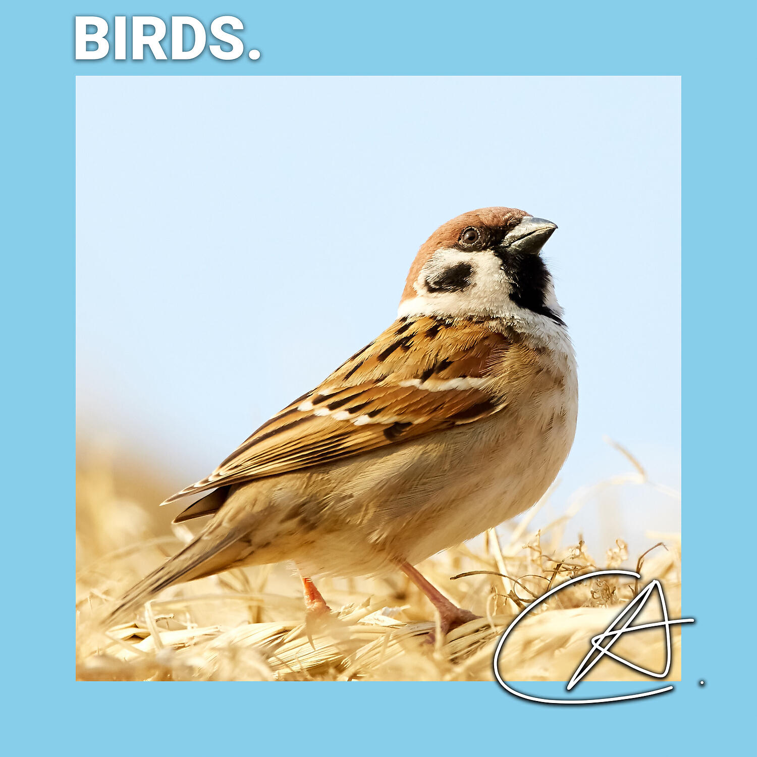 Nature Sounds - Stunning Sound of Birds in Forest to help you to have Good sleep