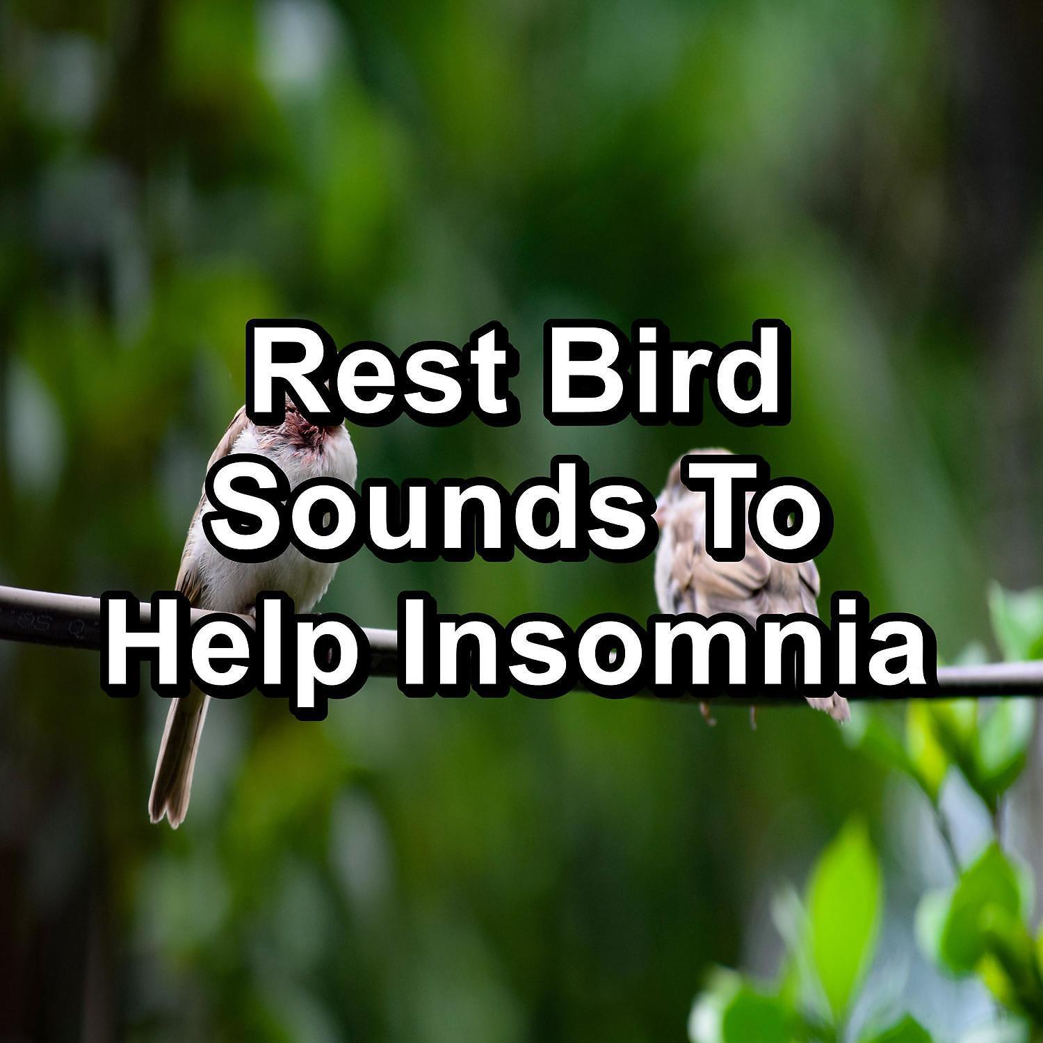 Постер альбома Rest Bird Sounds To Help Insomnia