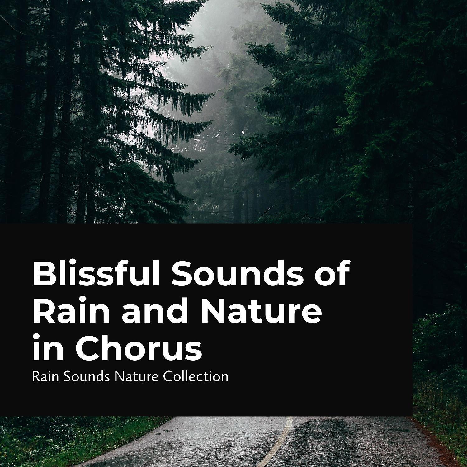 Rain Sounds Nature Collection - Inside a Tent While Raining