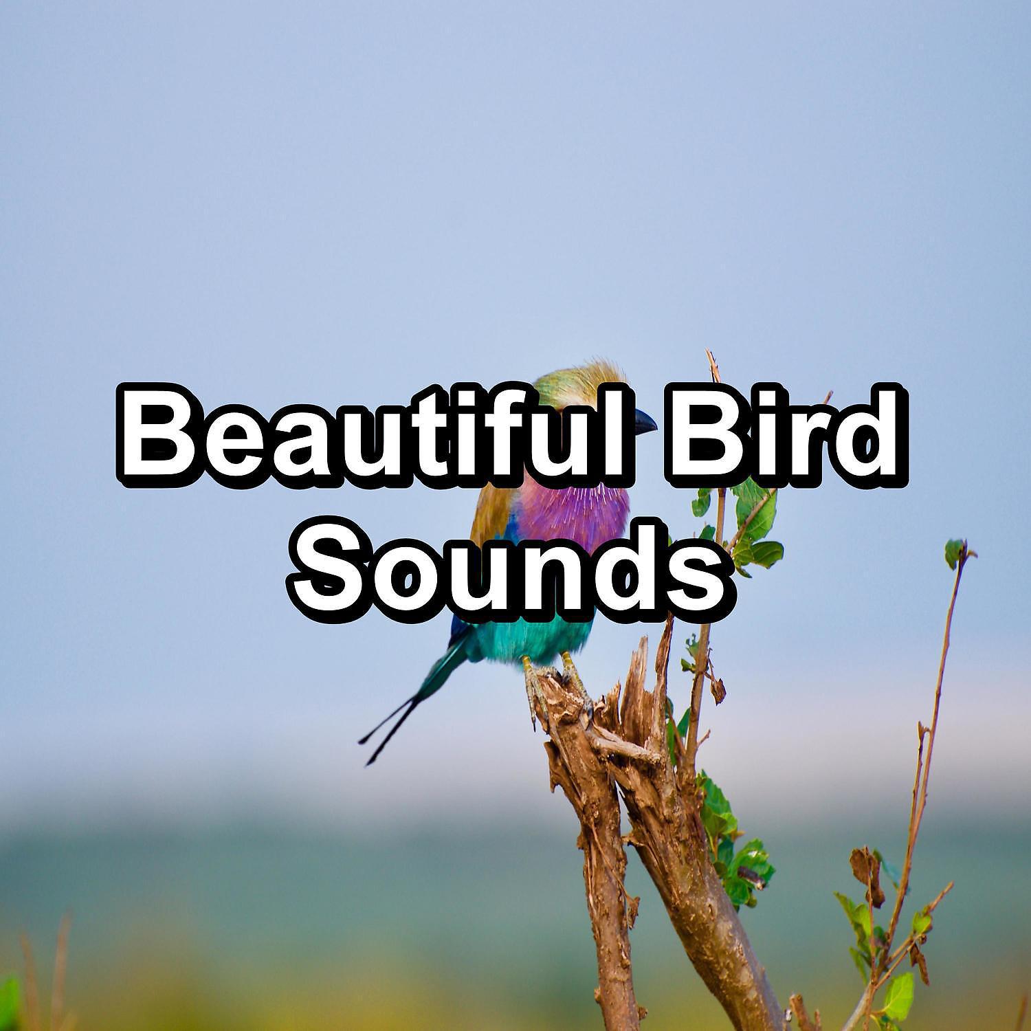 Постер альбома Beautiful Bird Sounds