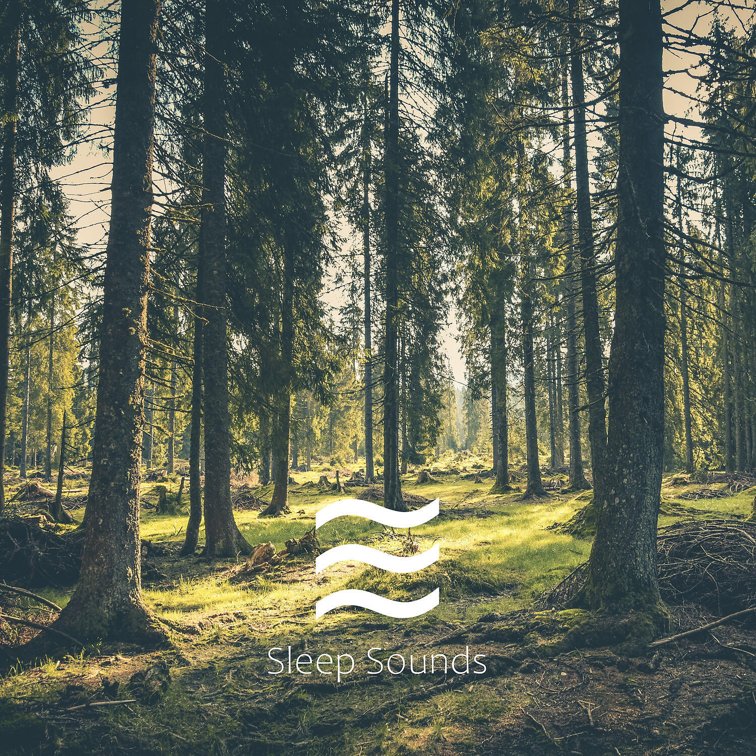 Natural Sounds of Forest Trees - Unruffled Sleep Forest Noises