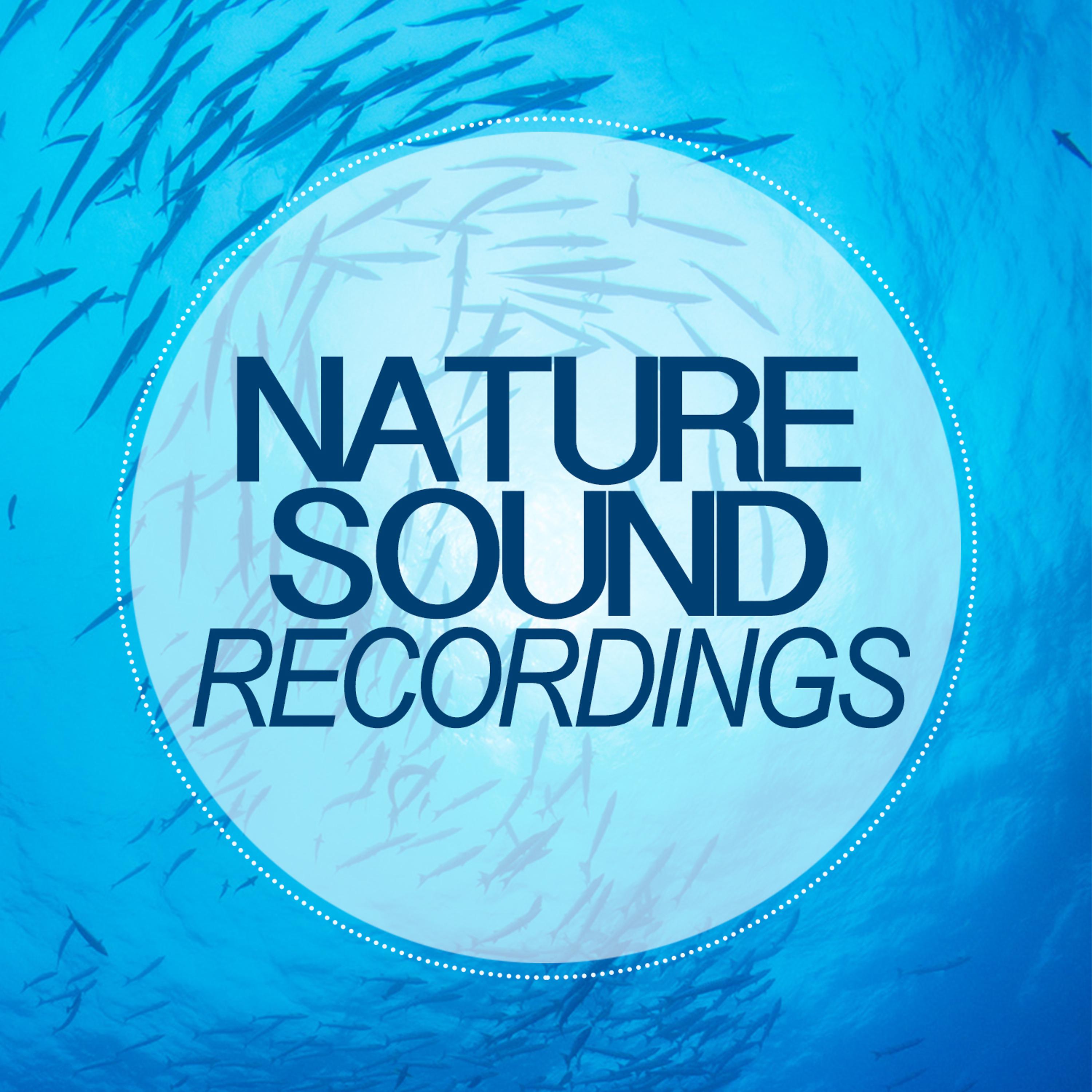 Постер альбома Nature Sound Recordings