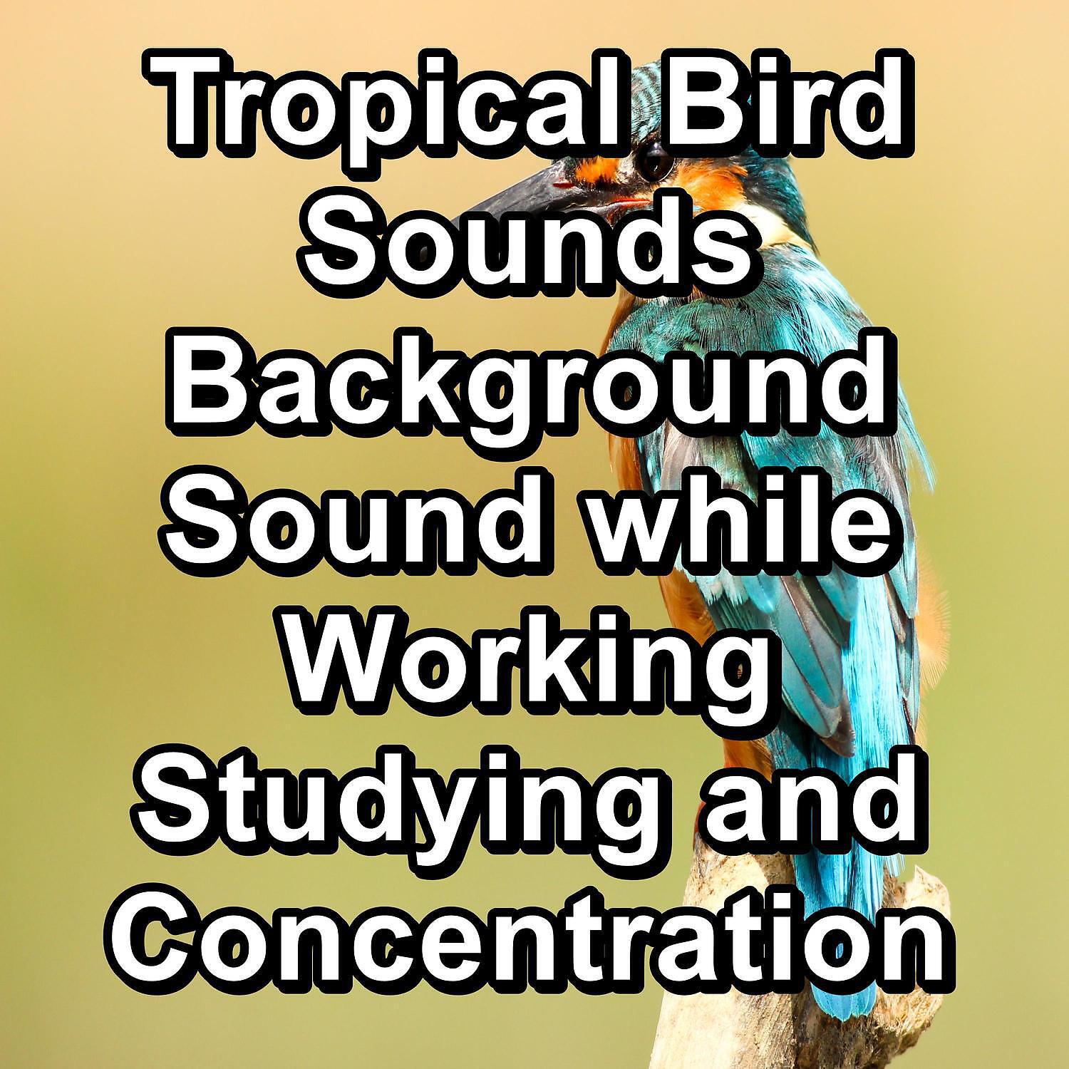 YOGA - Bird Sounds Natural Sounds To Loop as Long as you Need