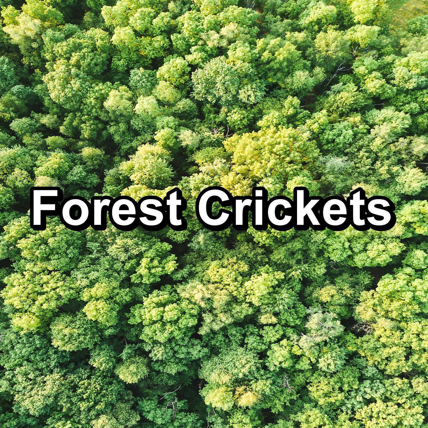 4D Nature Recordings - Nature Cicada Sounds