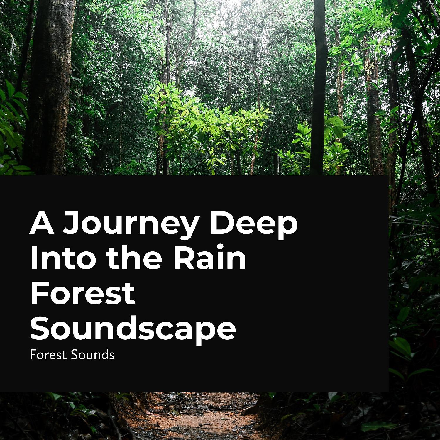 Постер альбома A Journey Deep Into the Rain Forest Soundscape