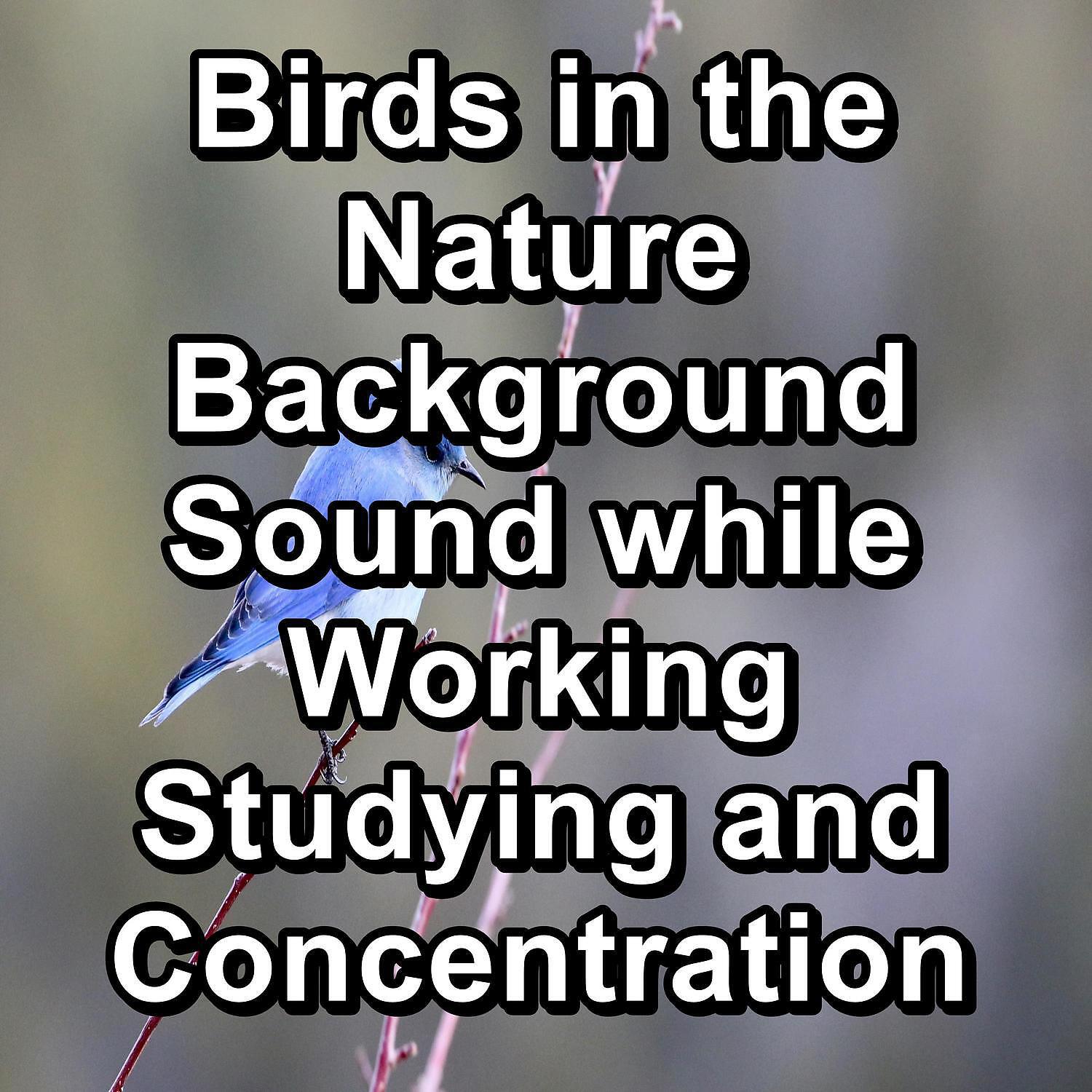 Yoga Tribe - Birds Sounds Nature Sounds Best Loopable Sound