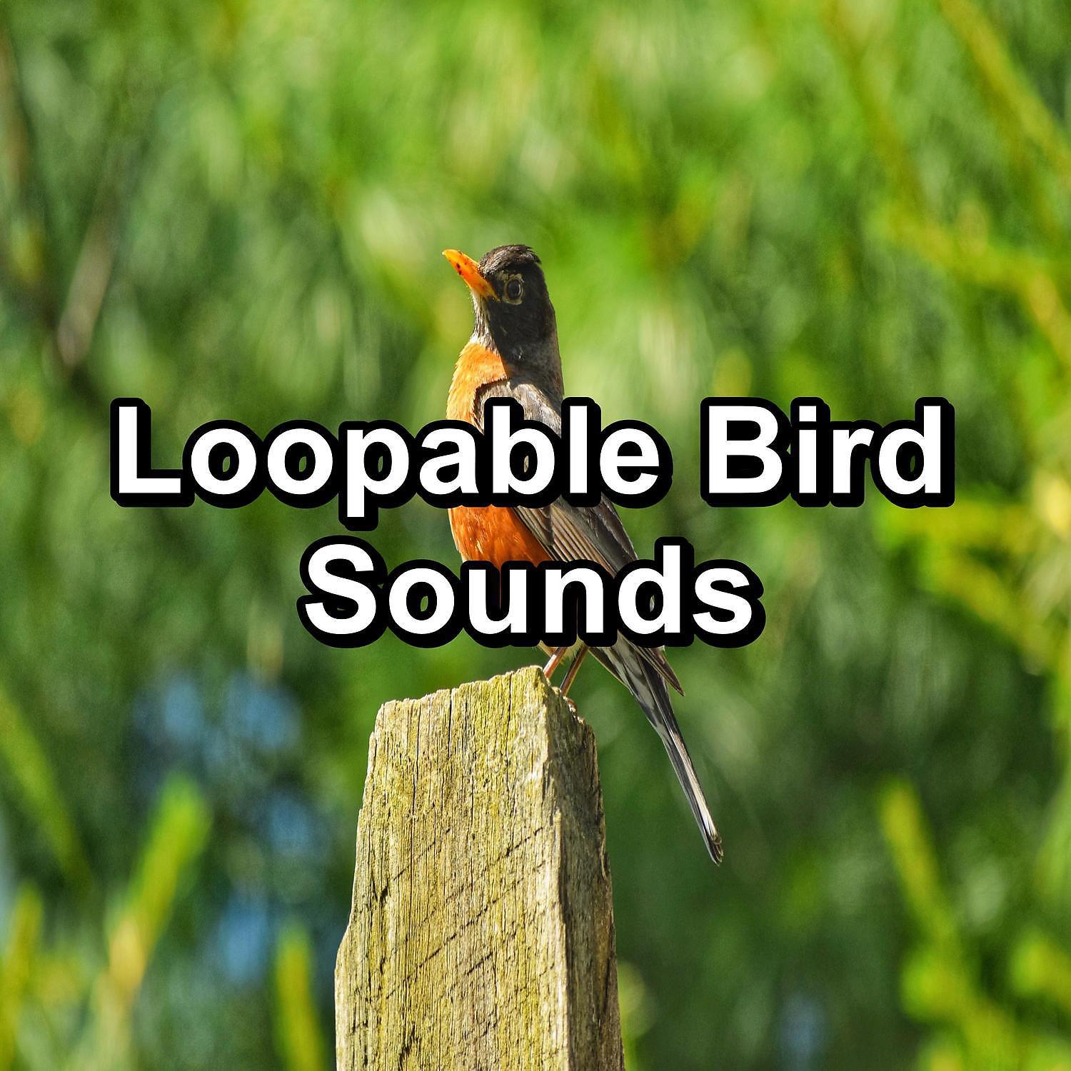 Постер альбома Loopable Bird Sounds