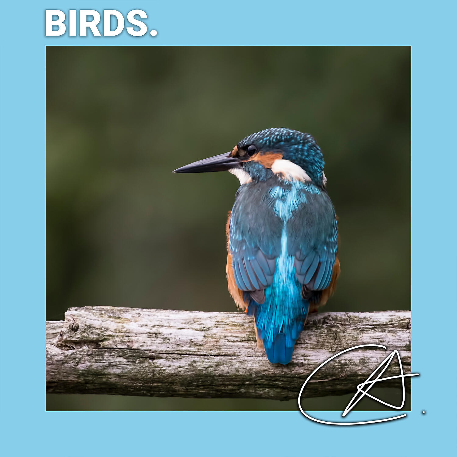 Spa - Relaxing Birds sound in Quite Christmas helps you study and deep sleep