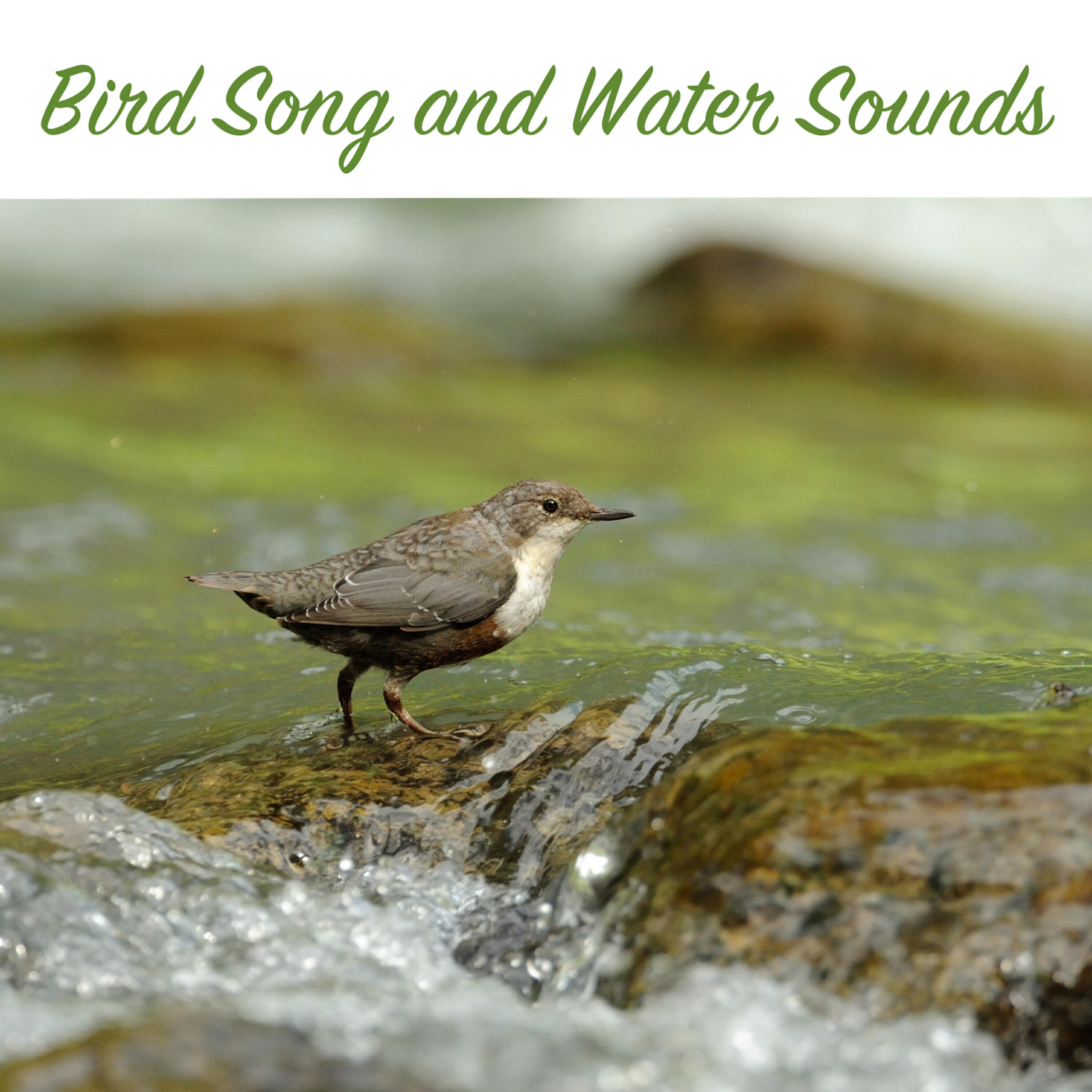 Bird - Bird Song and Water Sequence 5