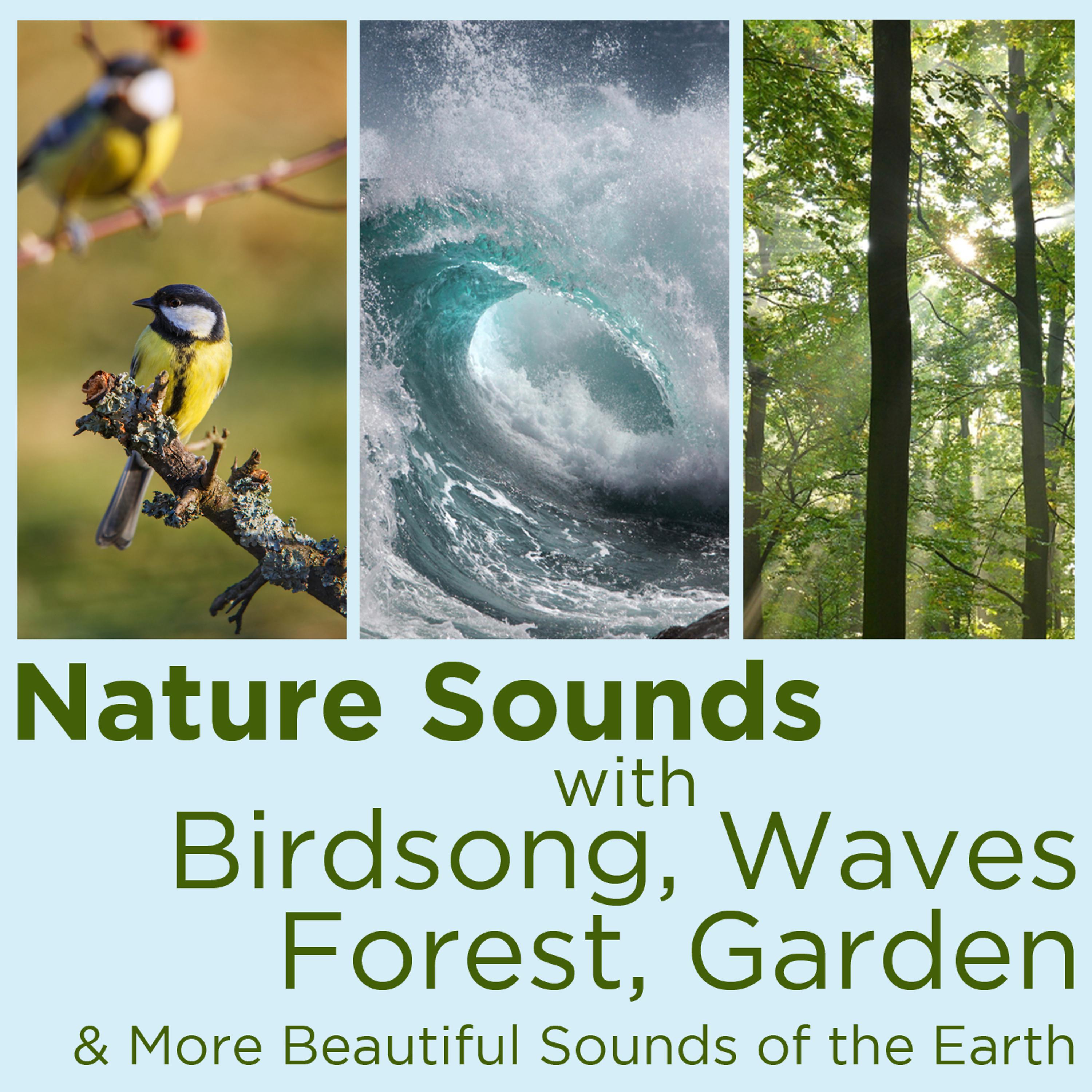 Постер альбома Nature Sounds with Birdsong, Waves, Forest, Garden, And More Beautiful Sounds of the Earth!