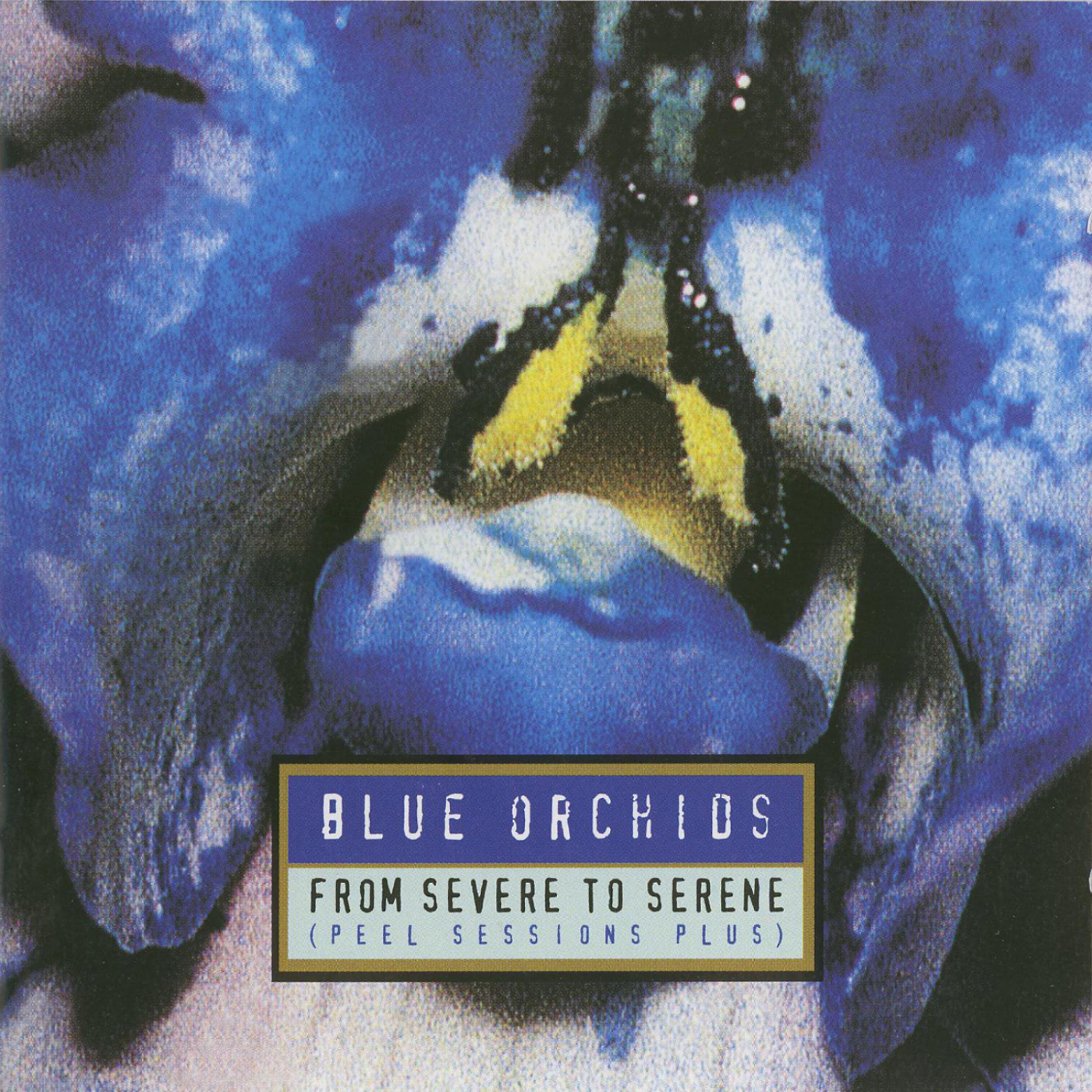 Blue Orchids - Sun Connection (Live Mcr Uni 3.10.1981) (Live Manchester Uni 3.10.1981)