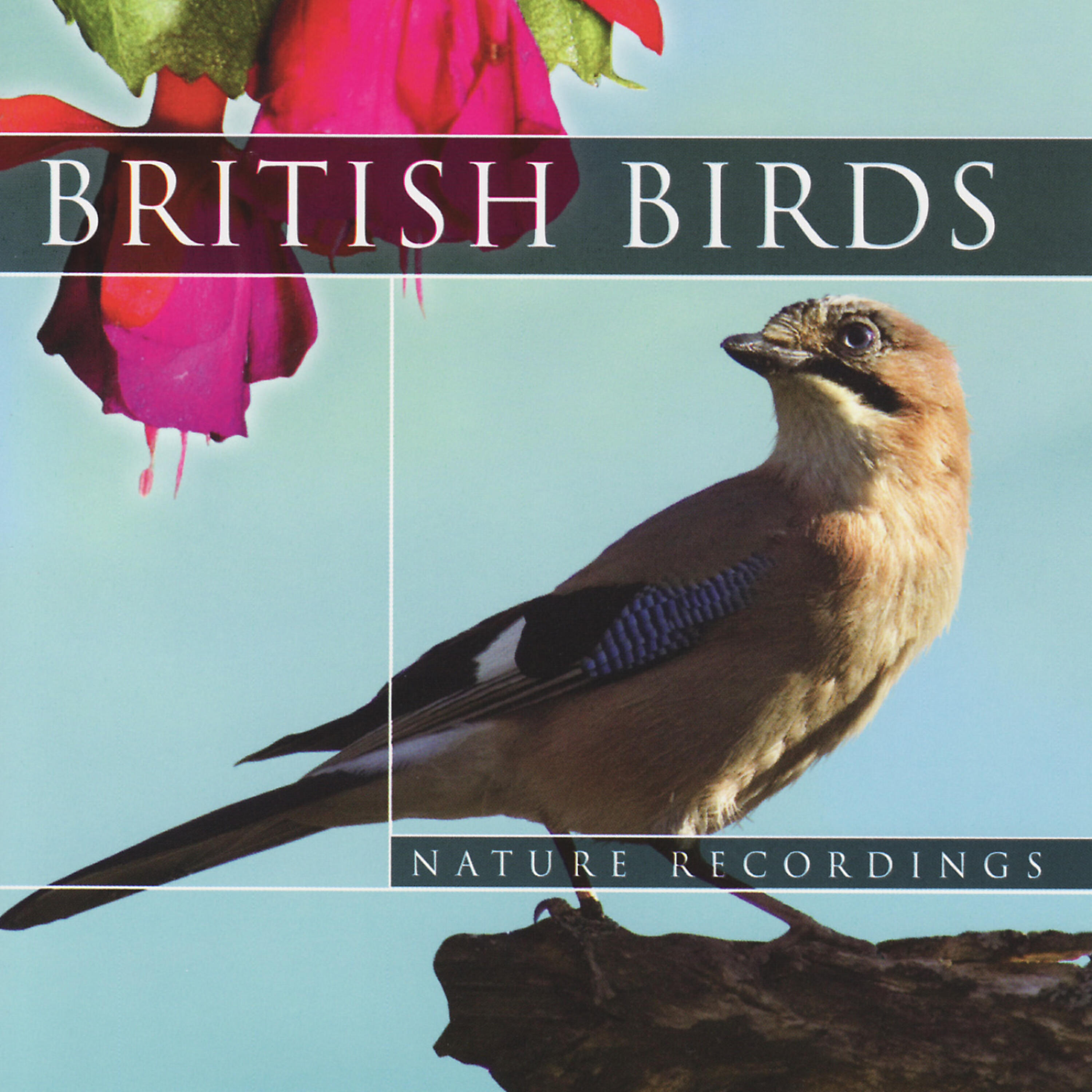 Global Journey - British Birds - Great Spotted Woodpecker (Nature Sounds)