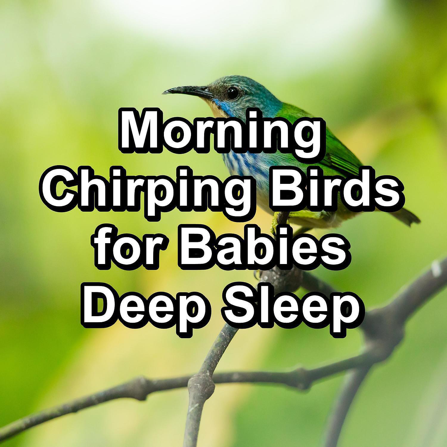 Calm Singing Brids Zone - Calm Birds Music