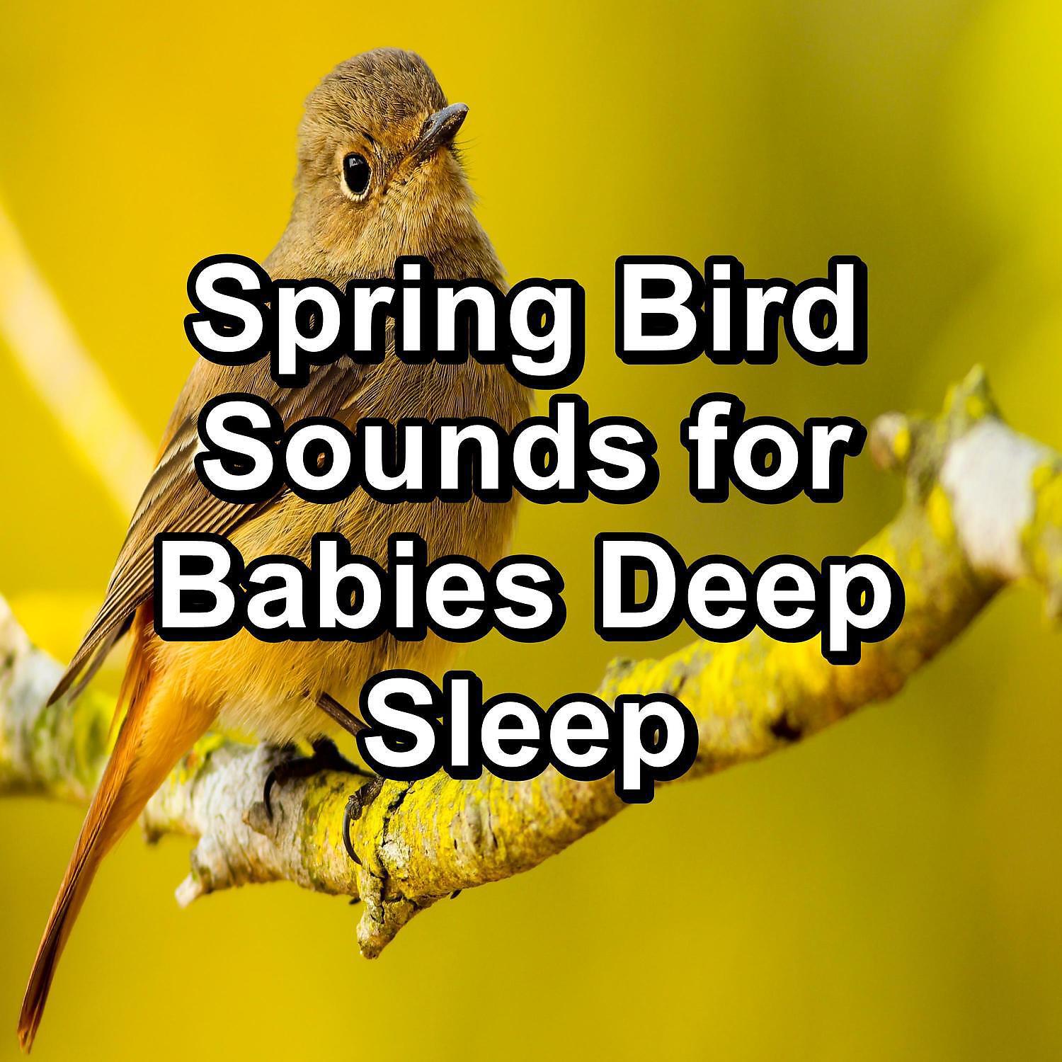 Yoga Tribe - Nature Sounds For a Bright Day Best Loopable Sound