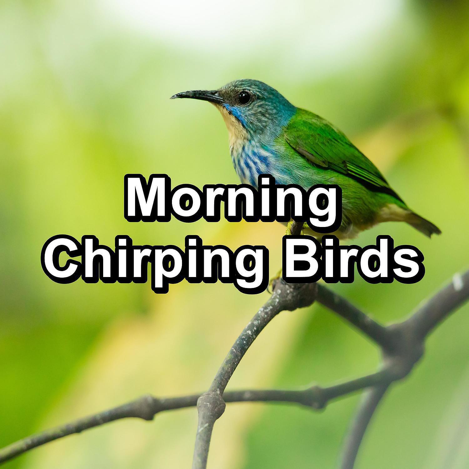 Sleep - Dreamy Bird Sounds For Concentration To Help Your Baby Relax