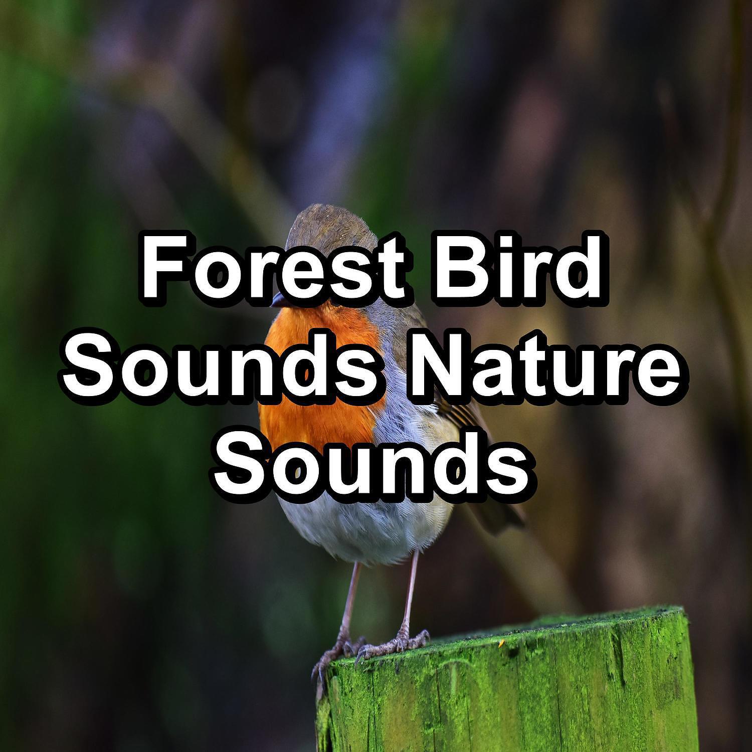 Sleep - Beautiful Bird Sounds For a Cozy Living Room To Loop for 24 Hours