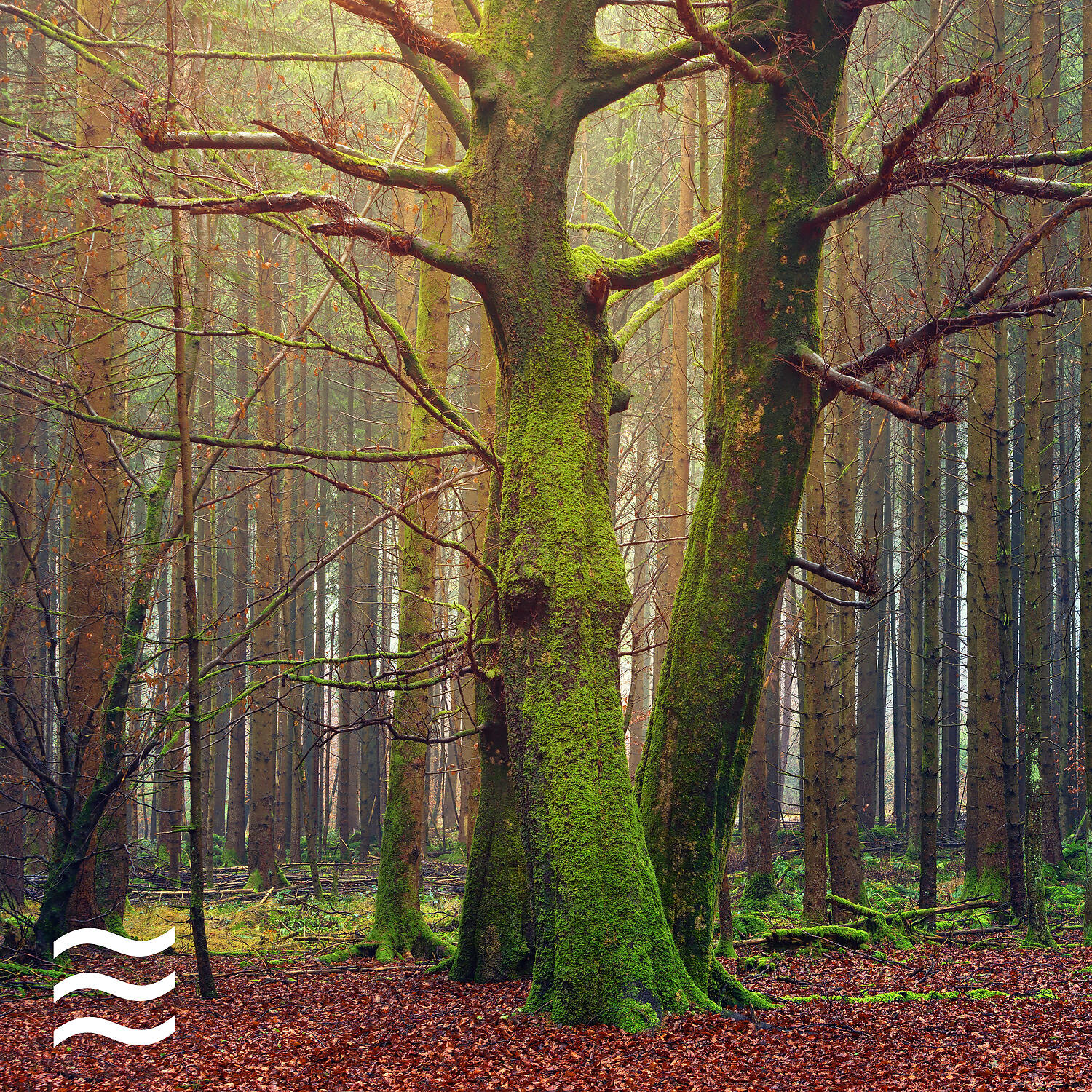 Soothing White Noise Forest Relax - Shushing Forest Noises with Noises Background