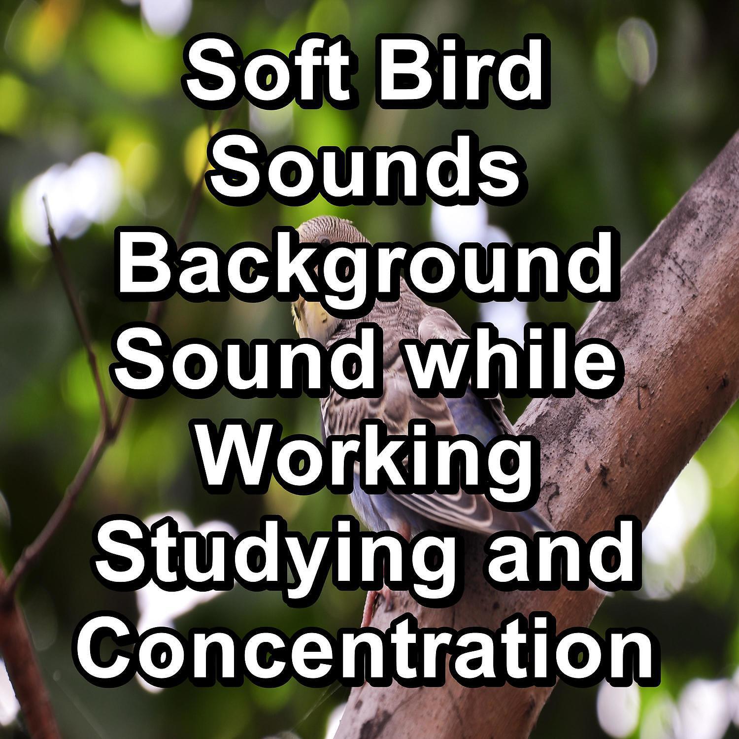 Baby Sleep - Dreamy Bird Sounds ASMR Instant Relaxing Best Loopable Sound