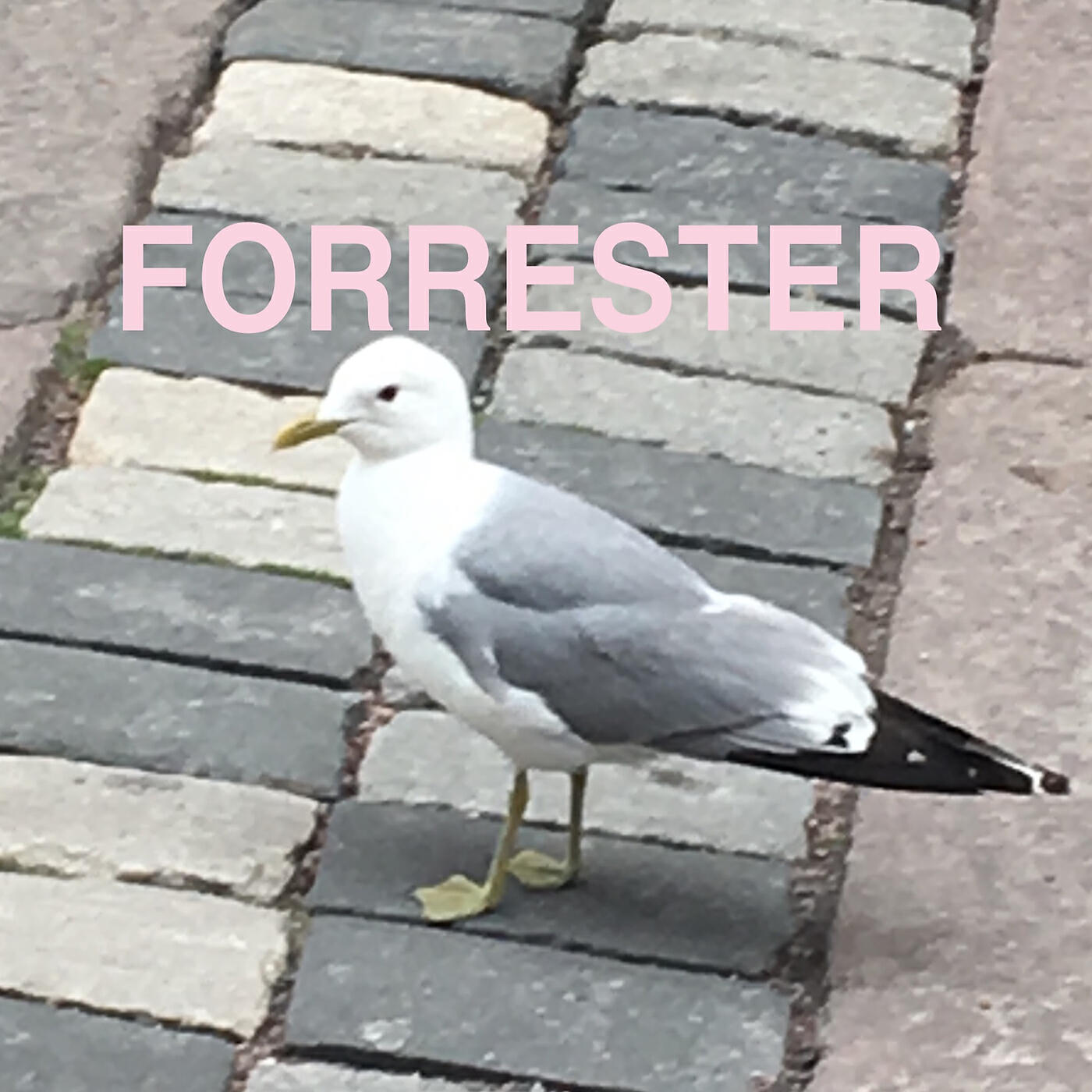 FORRESTER - FUBU flexfit 1999
