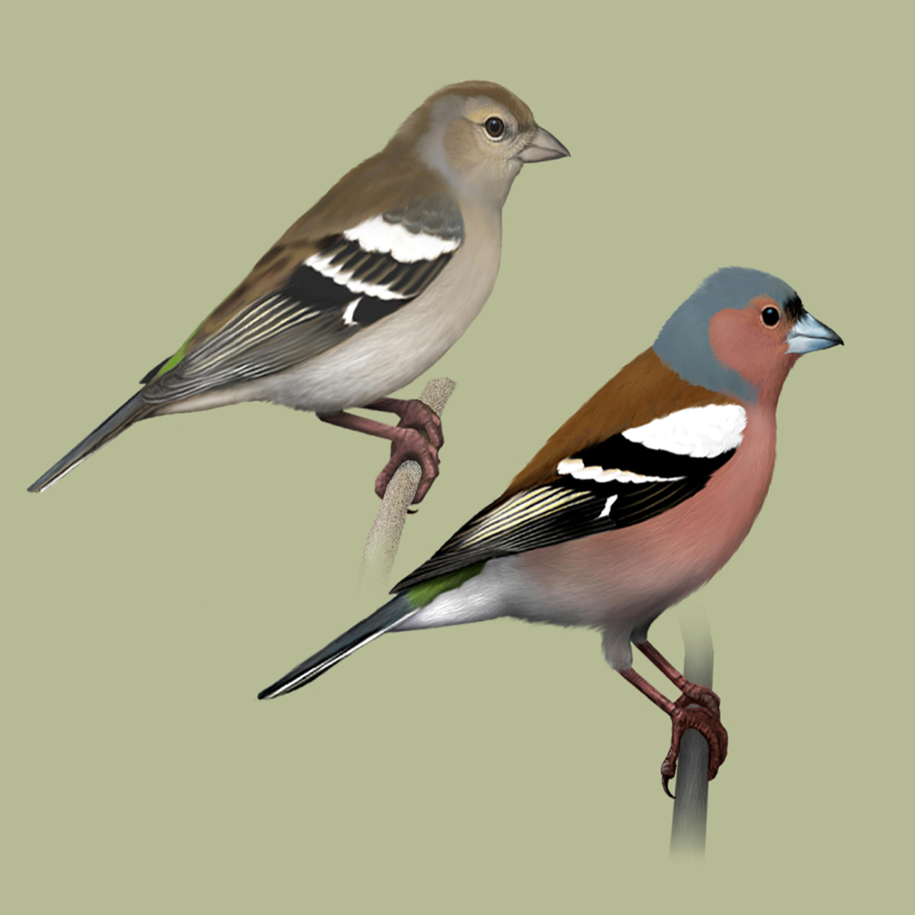 Polskie Ptaki - Bird sounds - Finch