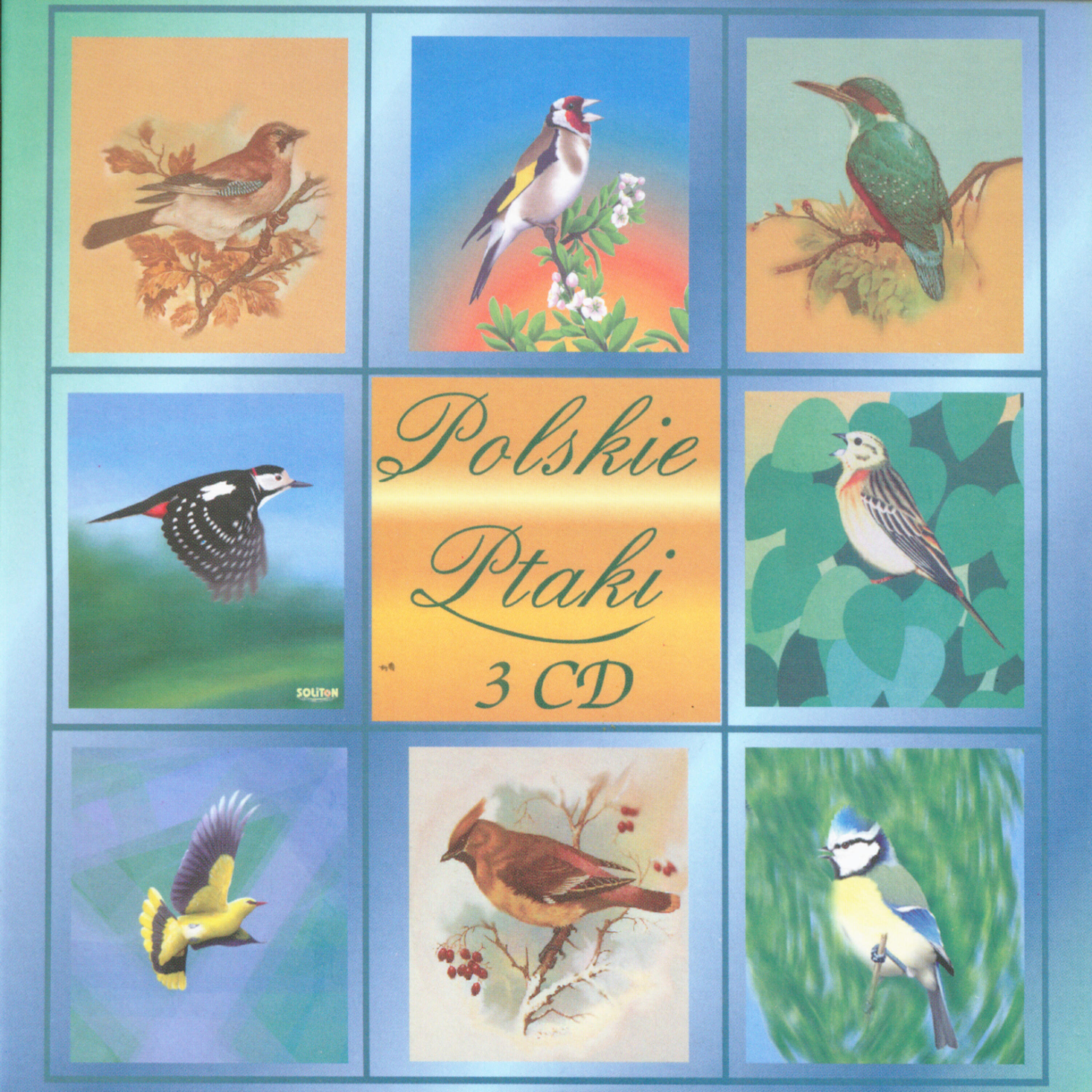 Polskie Ptaki - Ringdove