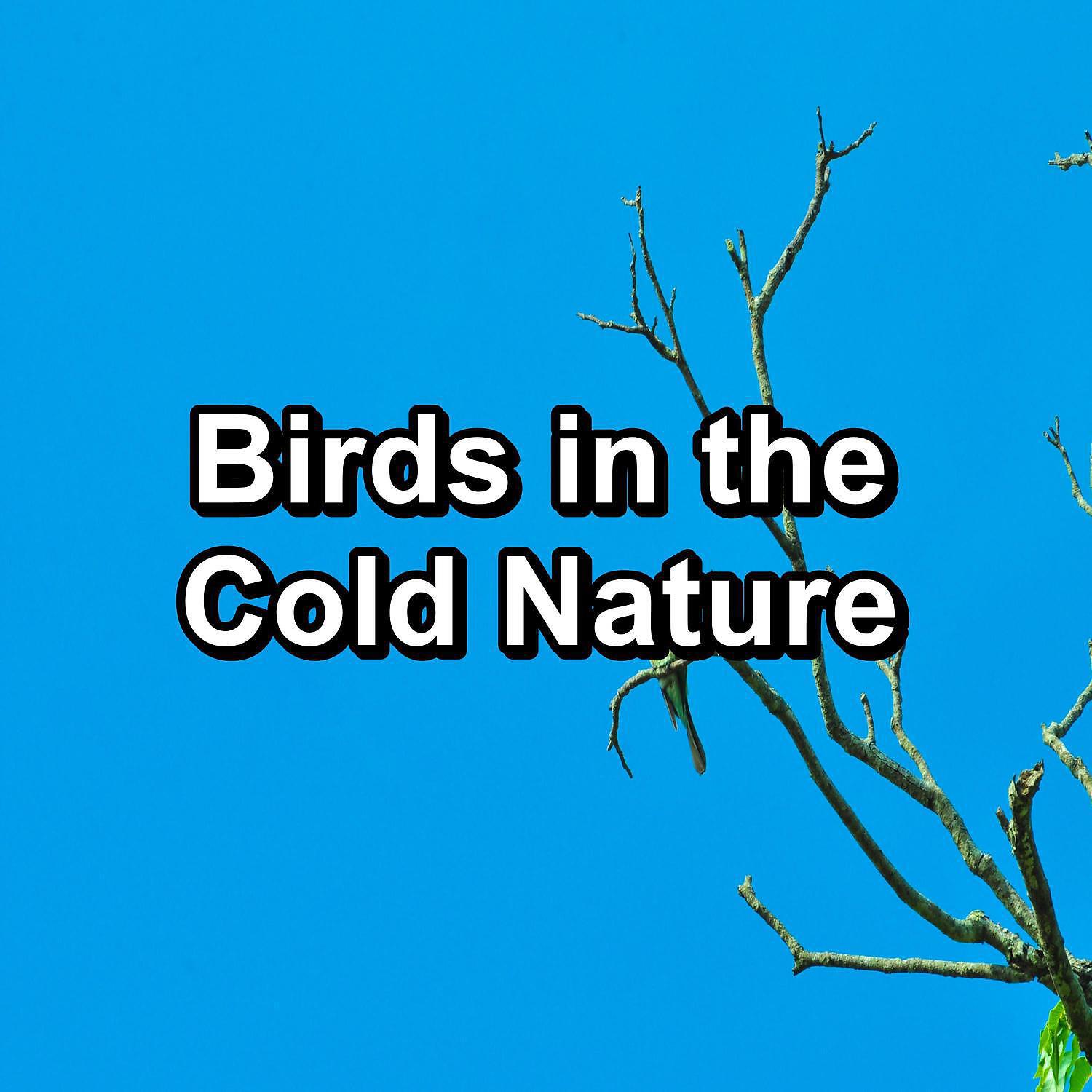 Rain Meditation - Bird Sounds Cozy Day and Night Best Loopable Sound