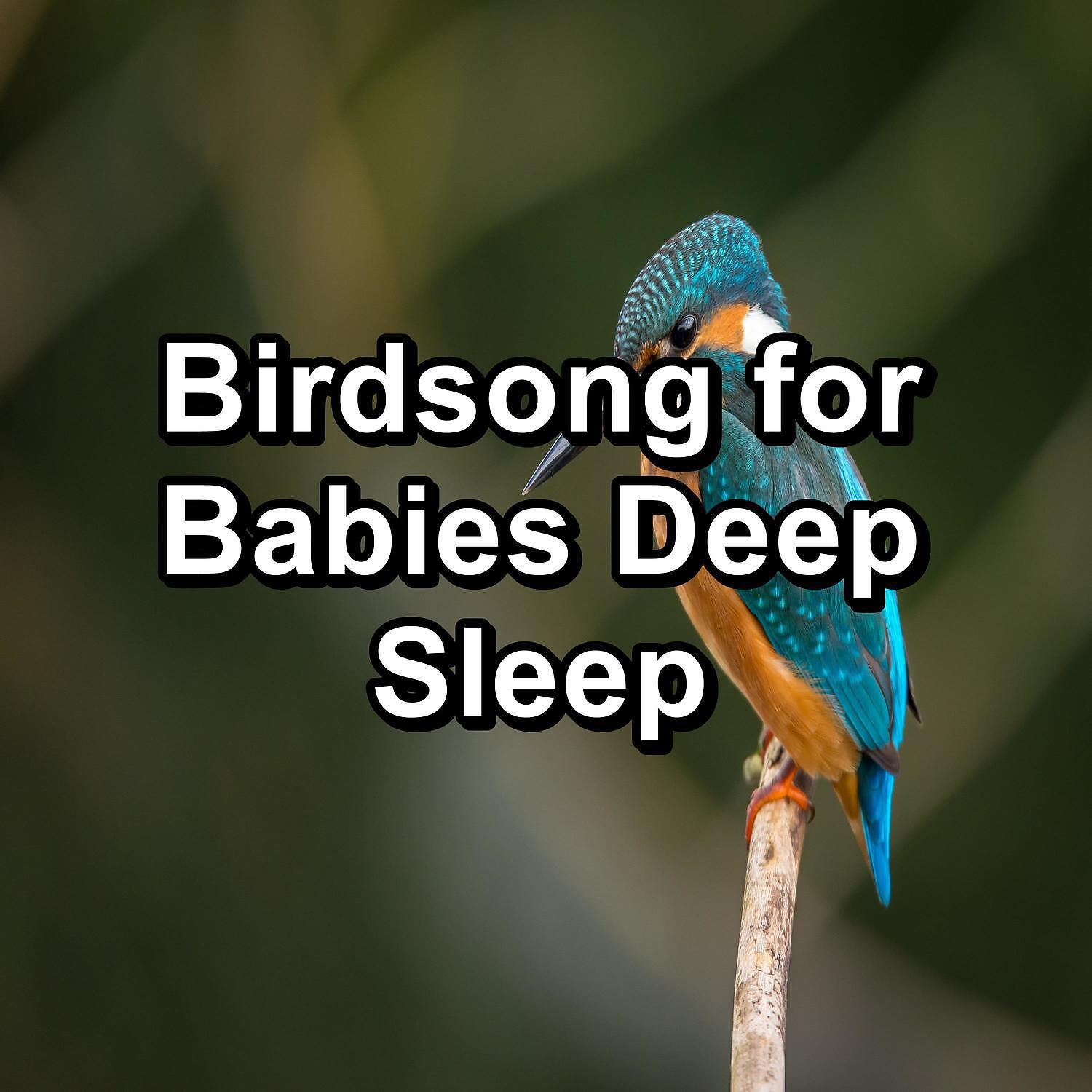 Bird Songs - ASMR Bird Sounds ASMR Instant Relaxing Loopable for the Night