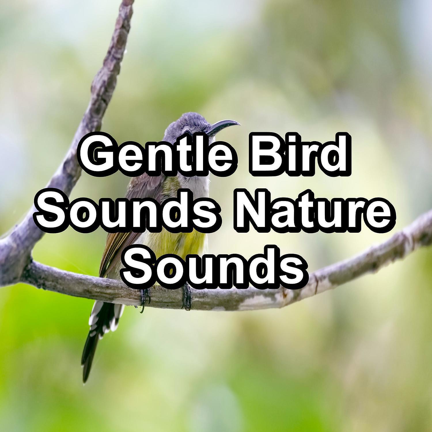 Nature Sounds for Sleep and Relaxation - Rest Bird Sounds ASMR Instant Relaxing To Loop for 8 Hours