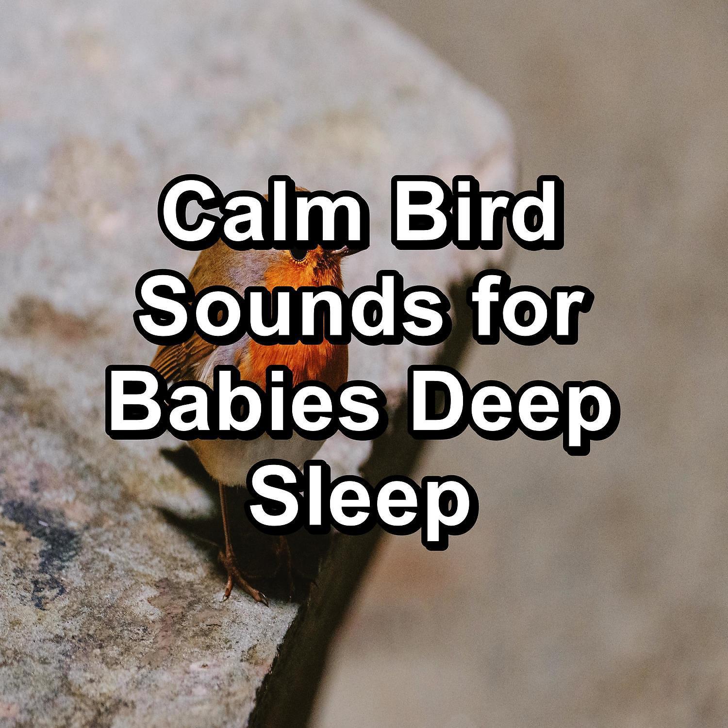 Постер альбома Calm Bird Sounds for Babies Deep Sleep