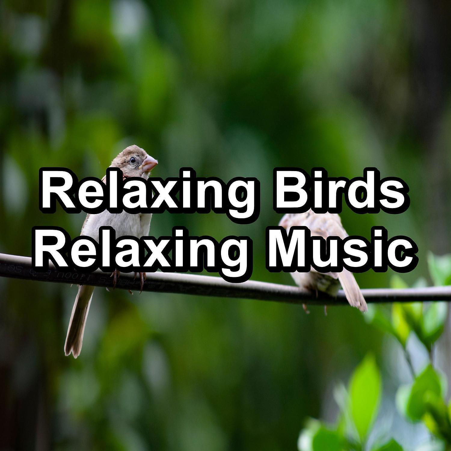 Ocean Waves for Deep Sleep - Cozy Bird Sounds Cozy Day and Night For Babies and Infants