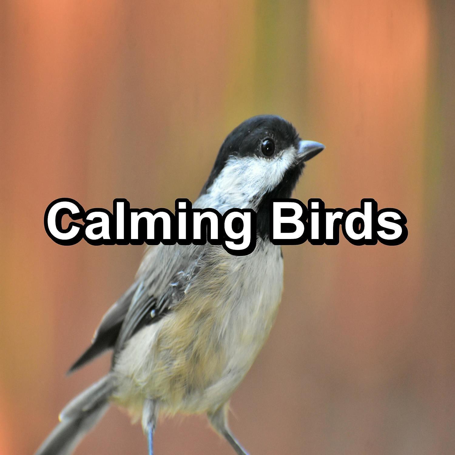 Постер альбома Calming Birds