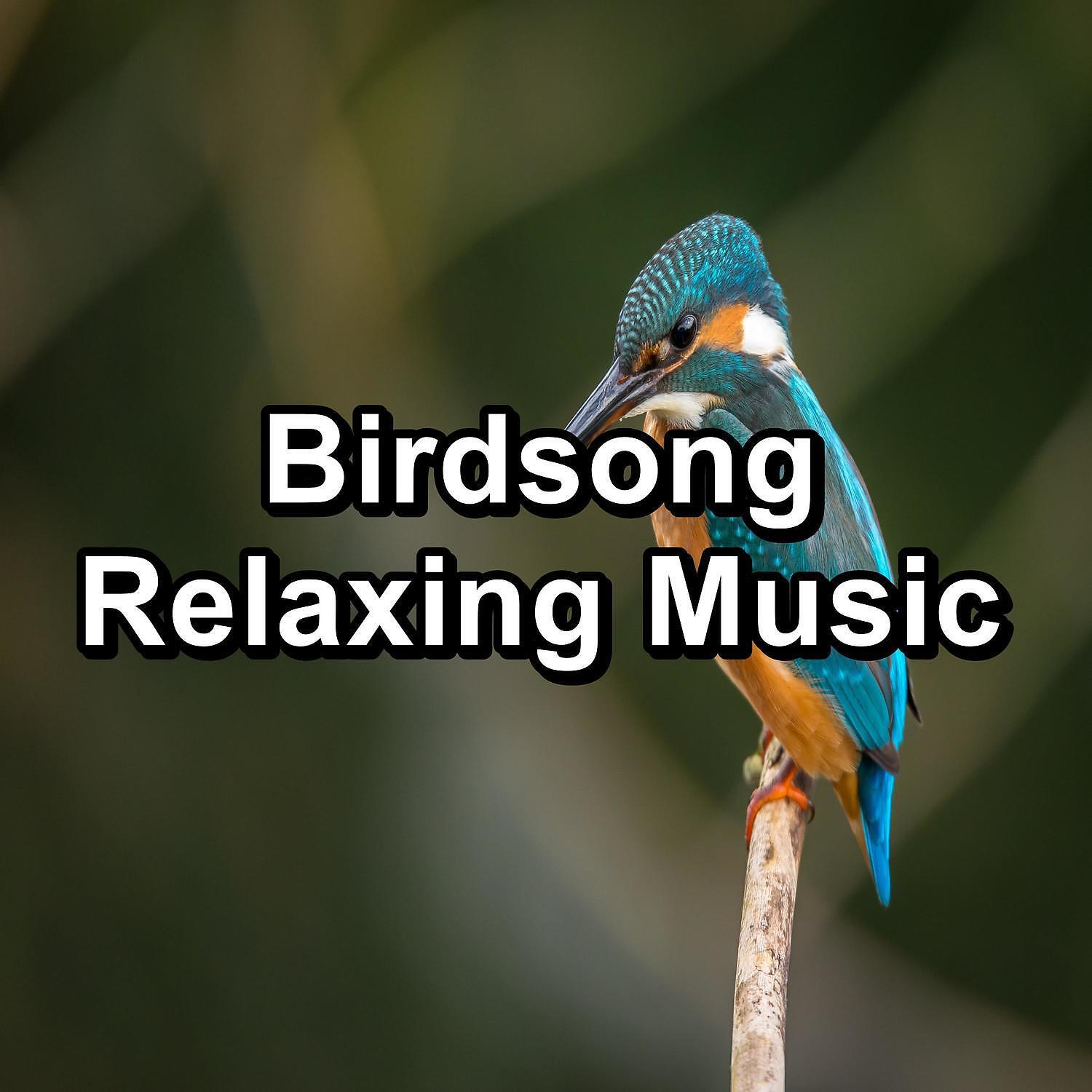 Nature - Dreamy Bird Sounds To Help Insomnia To Loop for 24 Hours