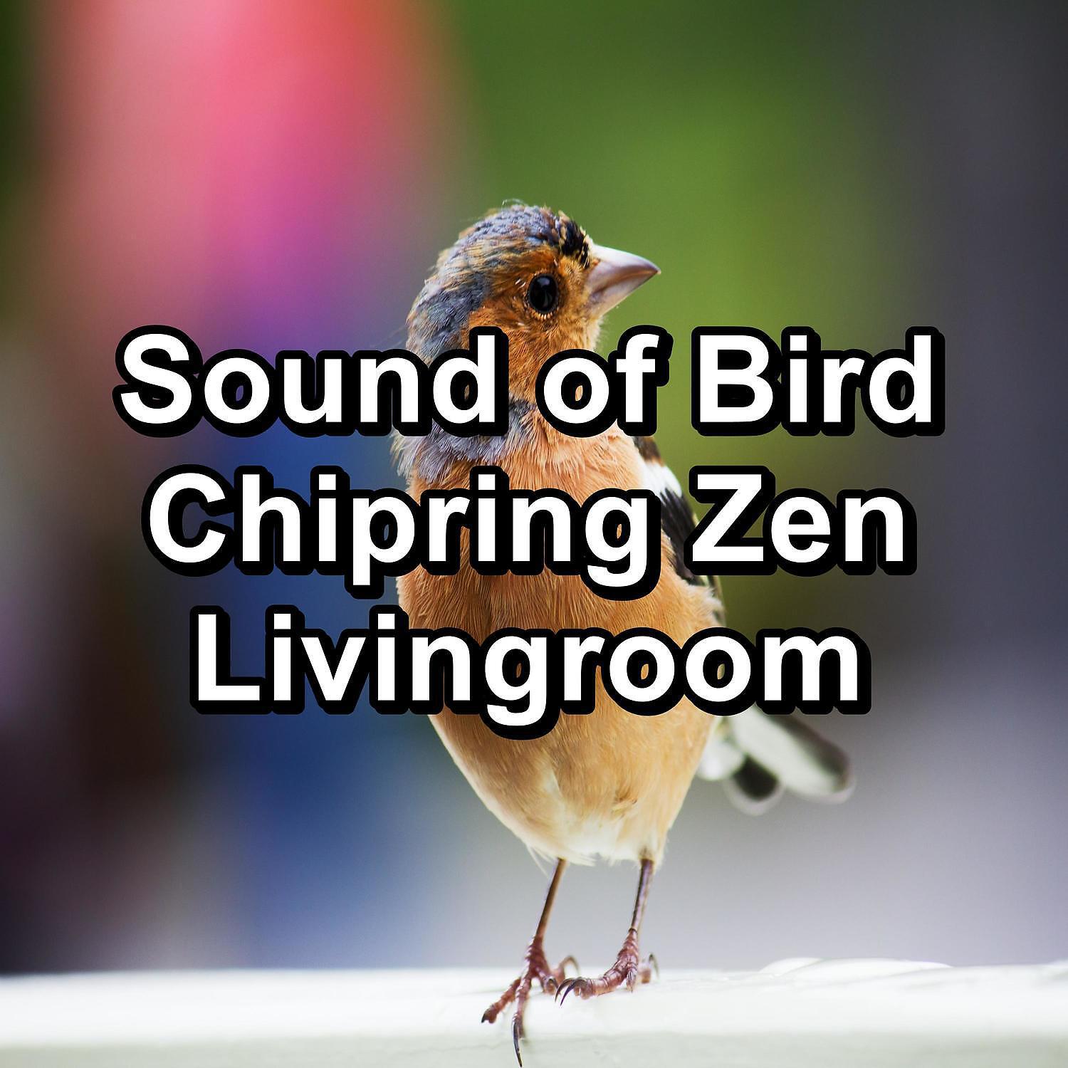 Bird Songs - ASMR Bird Sounds ASMR Instant Relaxing Loopable for the Night