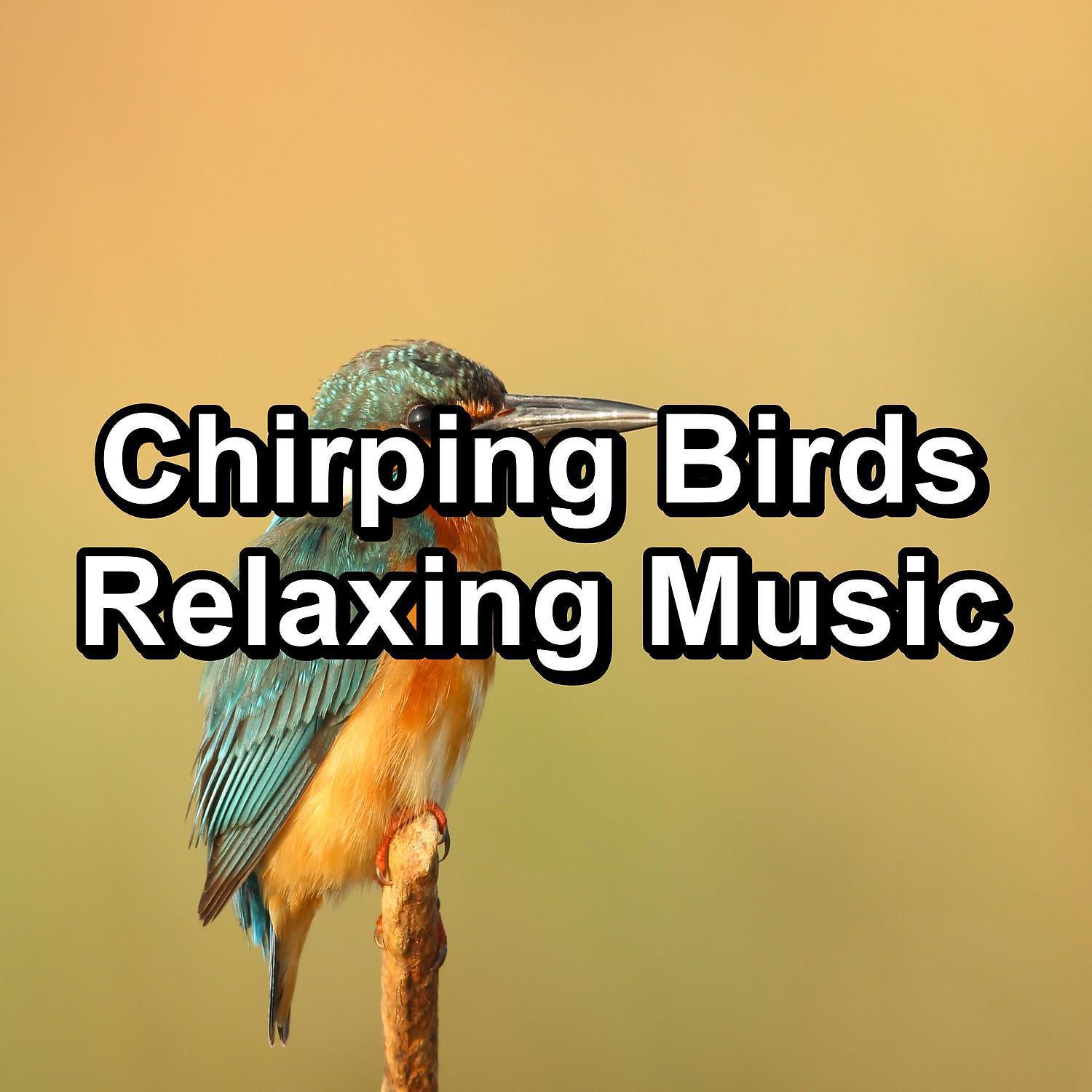 Постер альбома Chirping Birds Relaxing Music