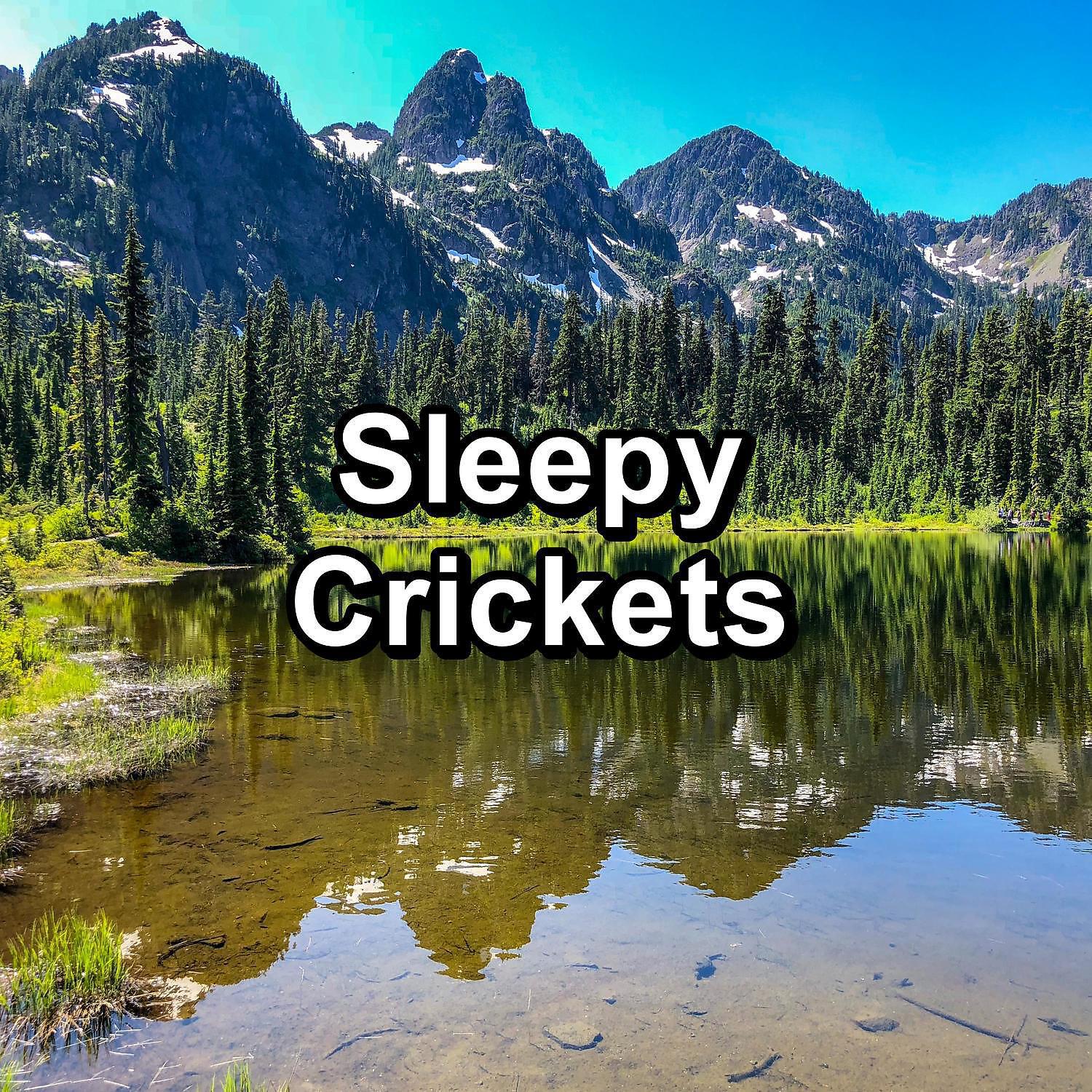 4D Nature Recordings - Forest Woods