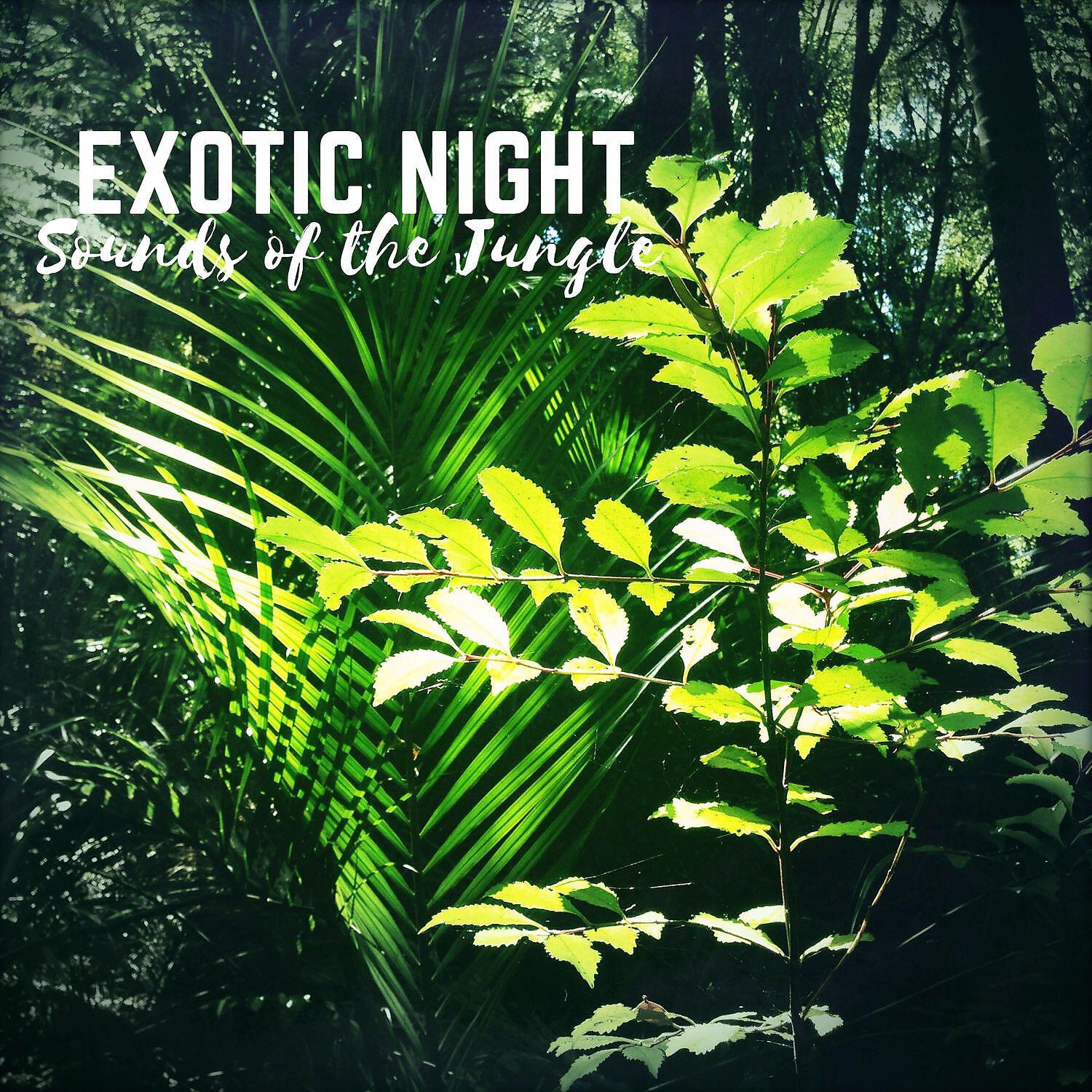Exotic Nature Kingdom - Sounds of the Jungle