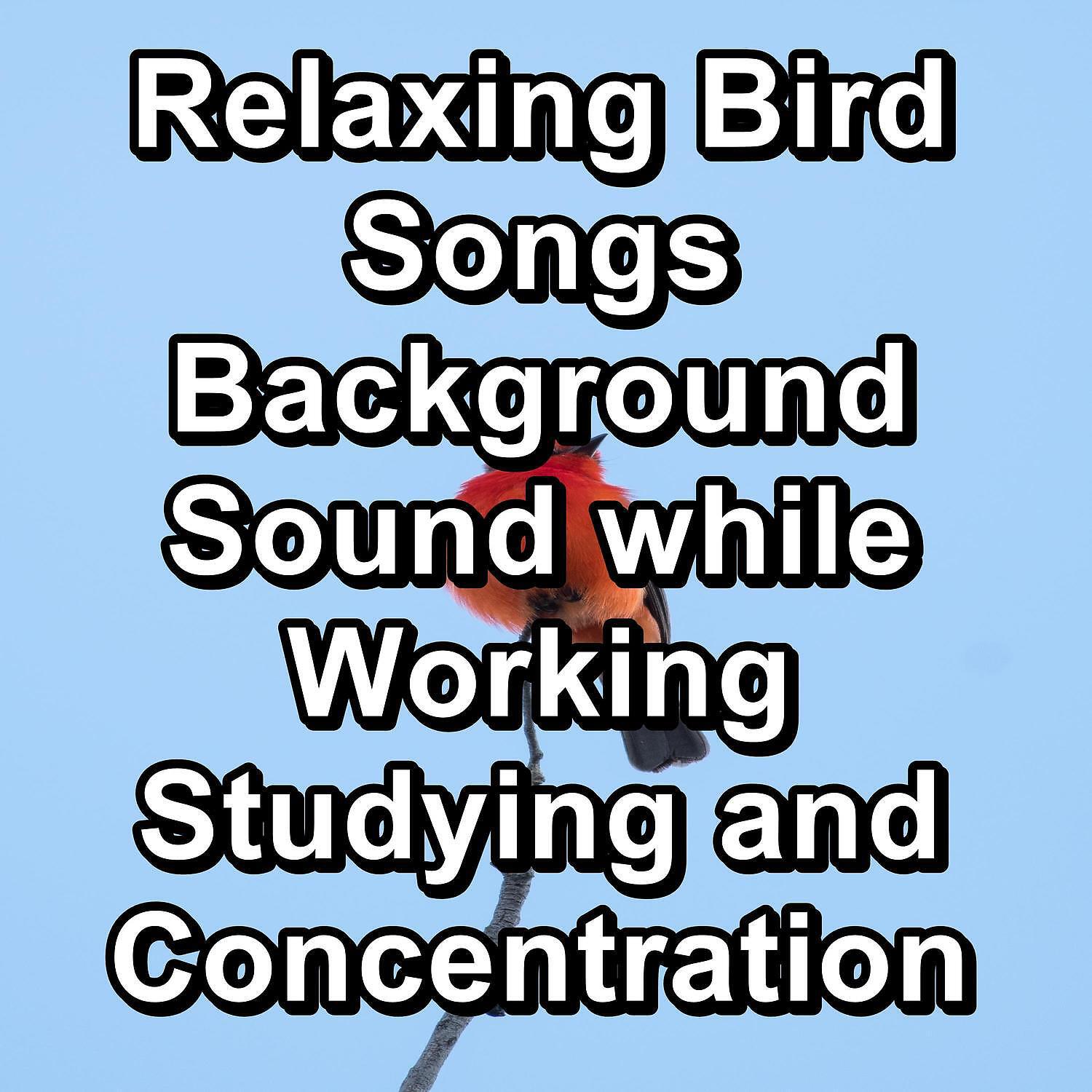 Calm Singing Brids Zone - Singing Birds Sound