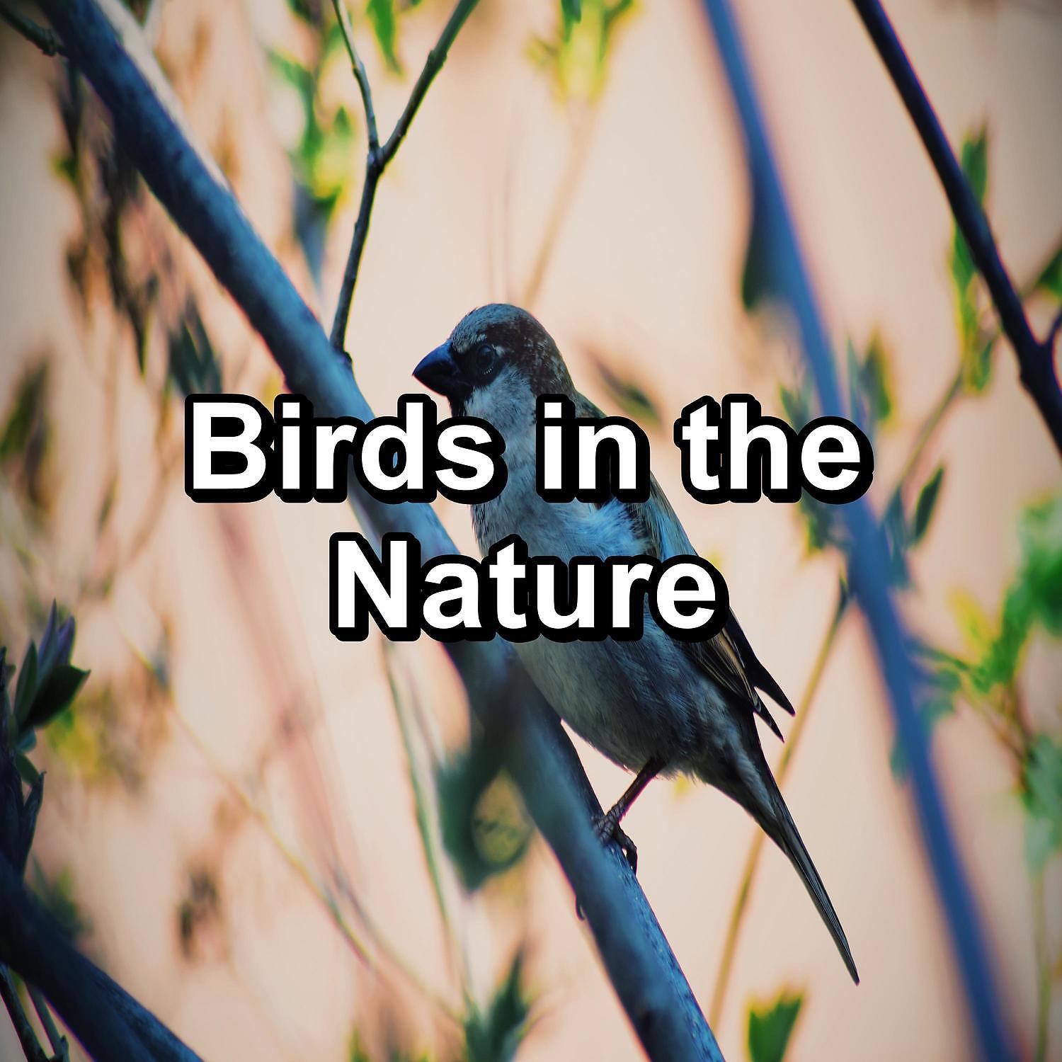 Sleep - Calm Bird Sounds Instant Deep Sleep To Loop for 8 Hours