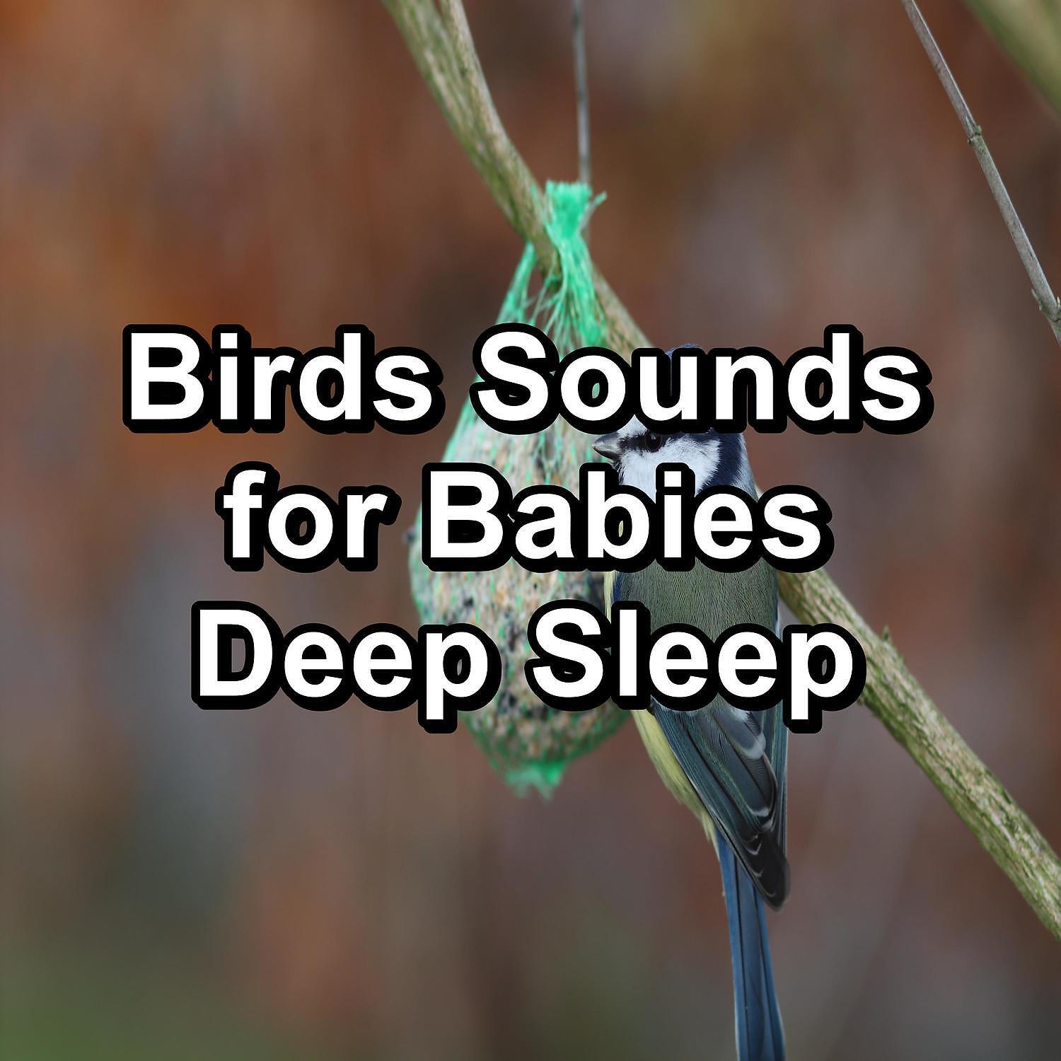 Rain Shower Spa - Forest Bird Sounds For Studying To Help Your Baby Relax
