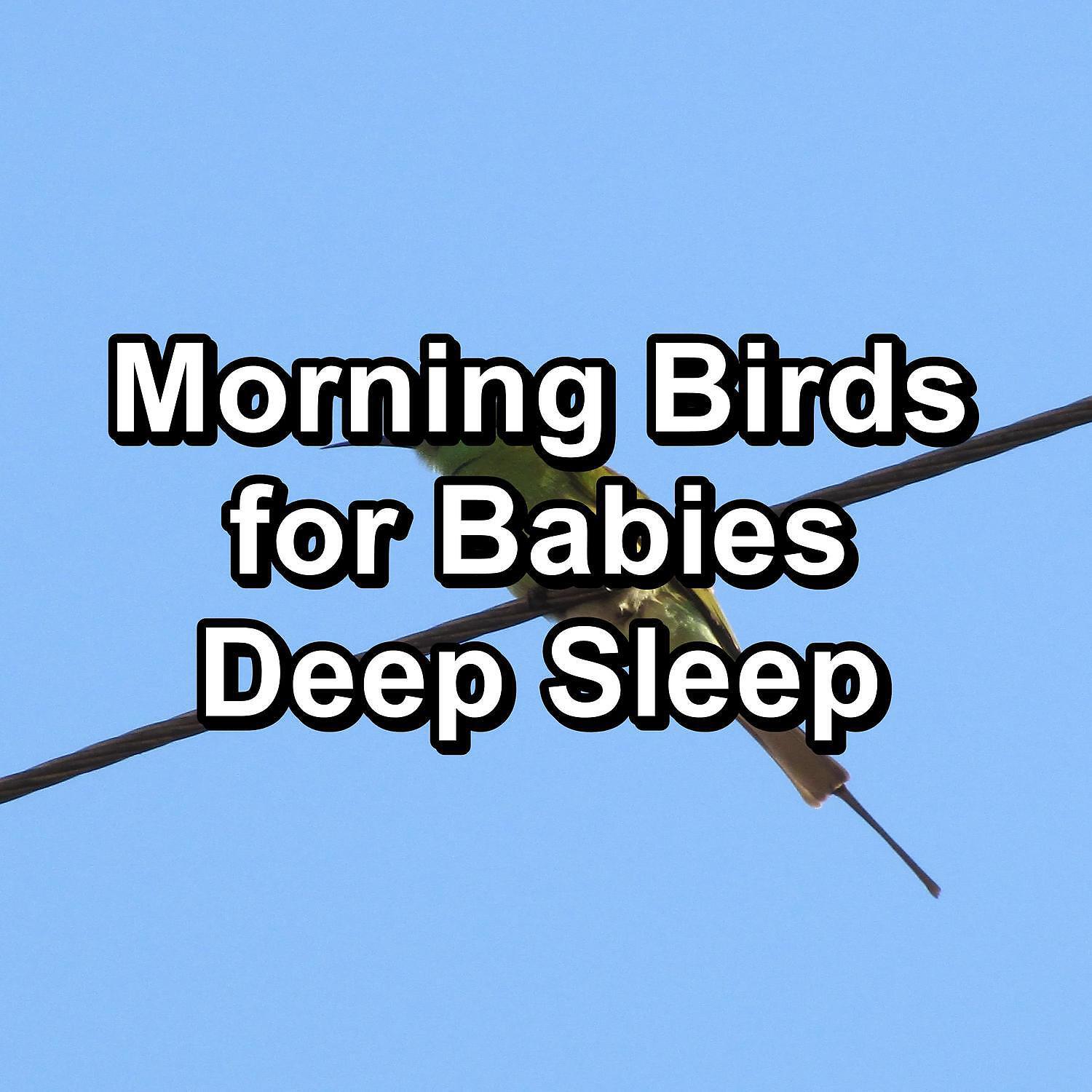 Bird Sounds - Relaxing Bird Sounds ASMR Instant Relaxing Peaceful For Meditation