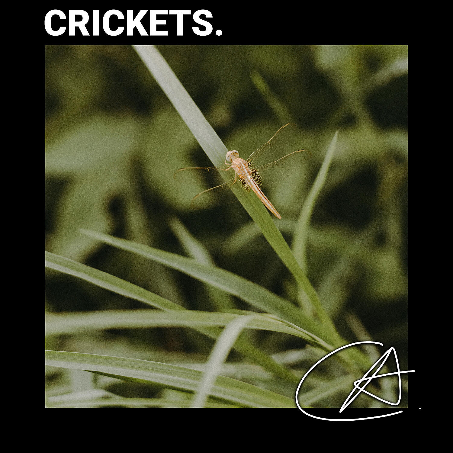 Rain Sounds - Christmas Night with Street Crickets sound helps you to study and relax