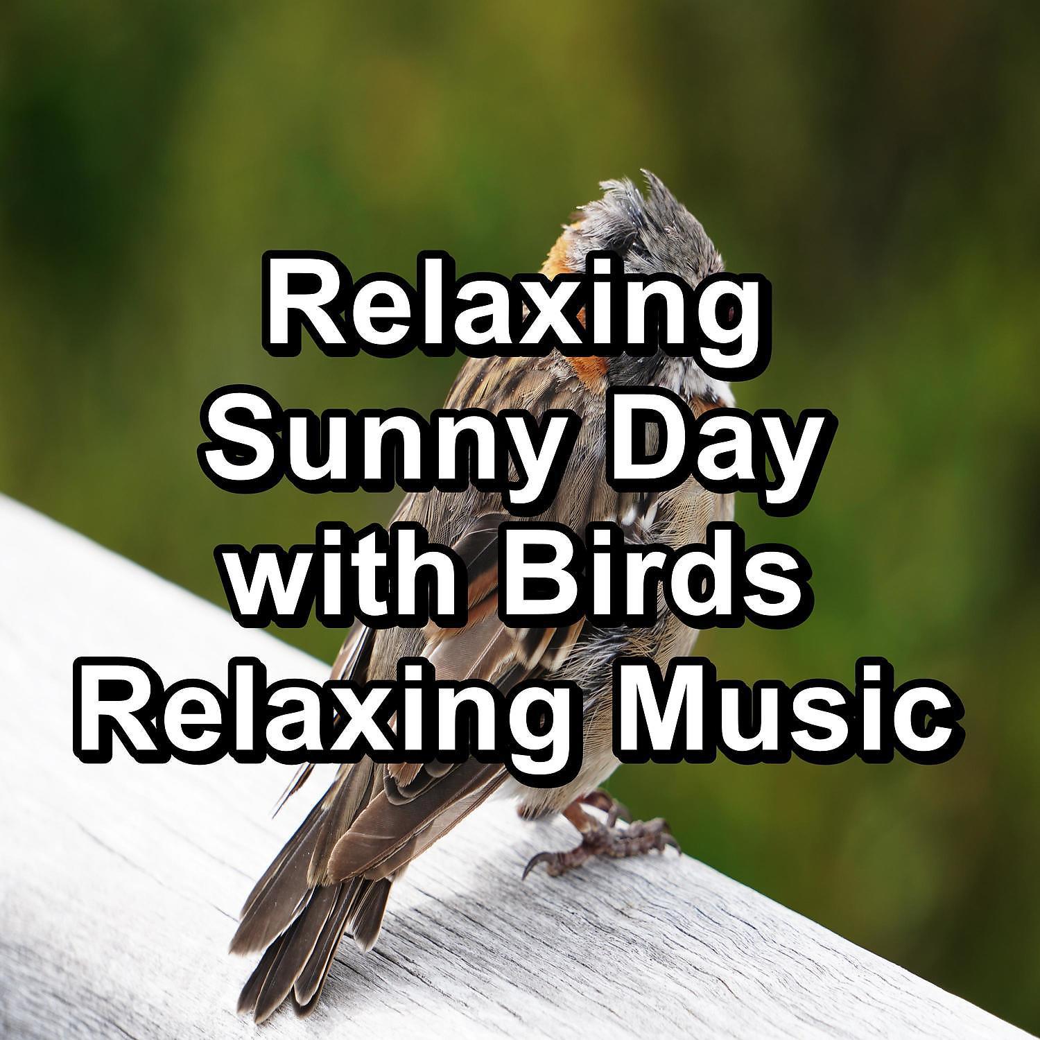 Постер альбома Relaxing Sunny Day with Birds Relaxing Music