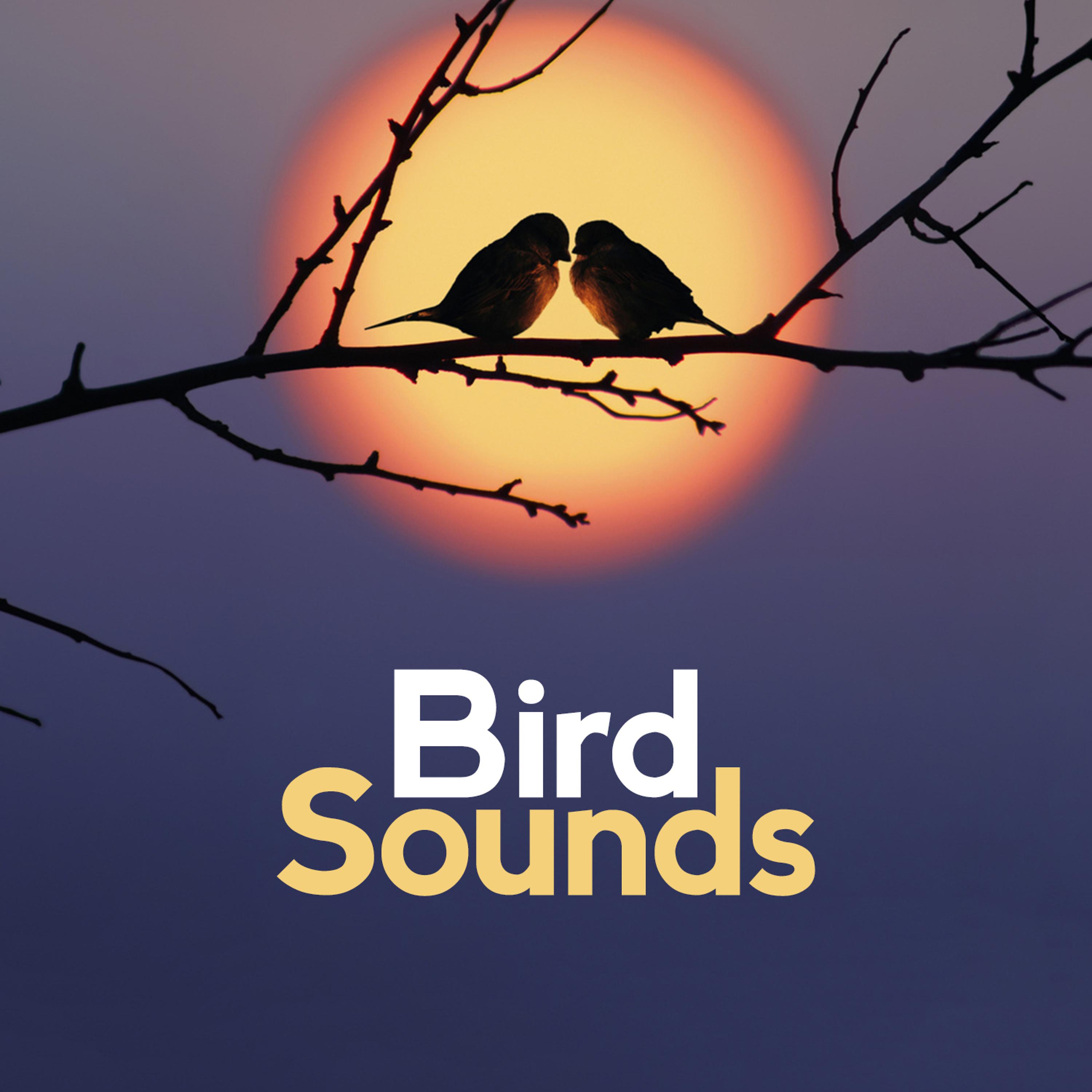 Постер альбома Bird Sounds