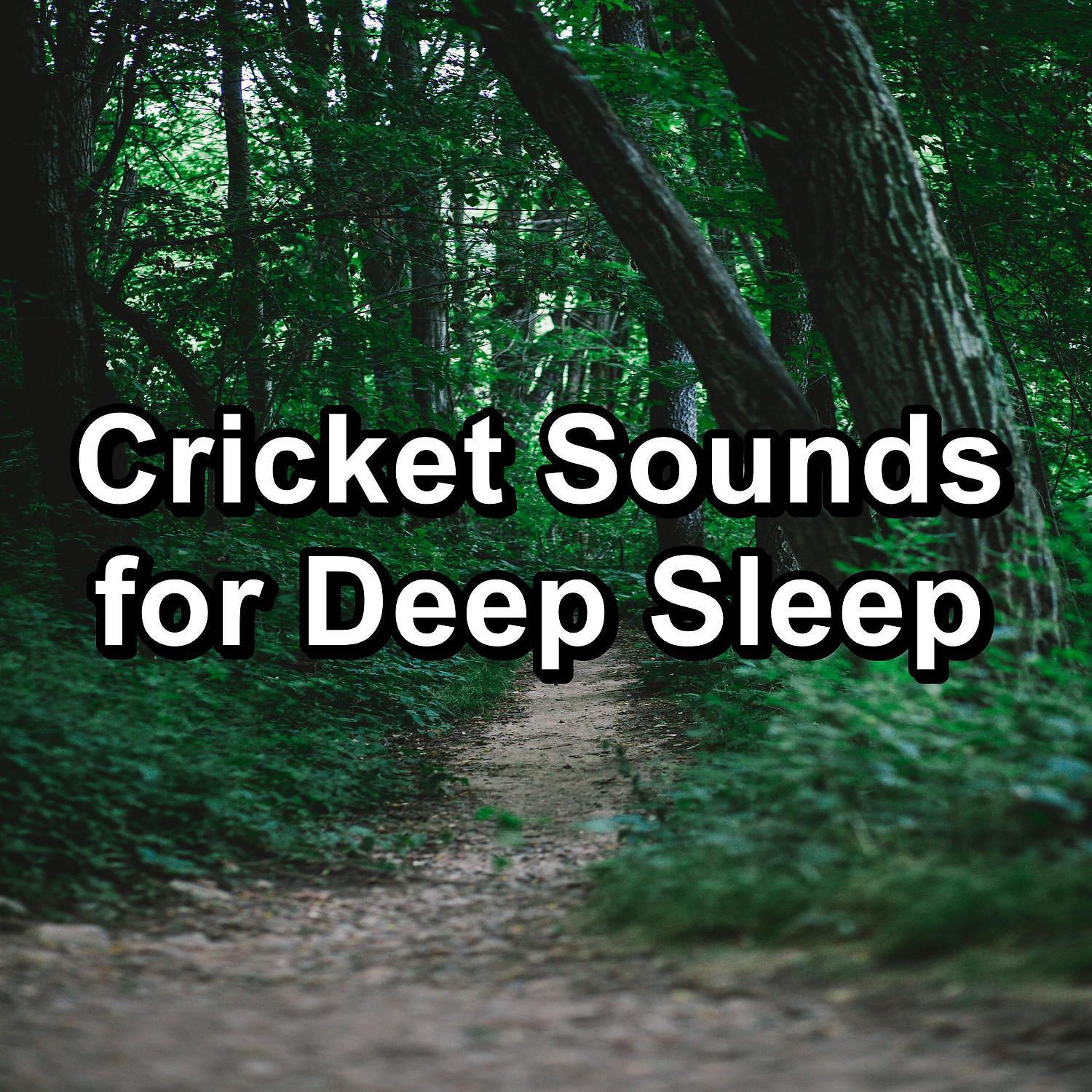 Постер альбома Cricket Sounds for Deep Sleep