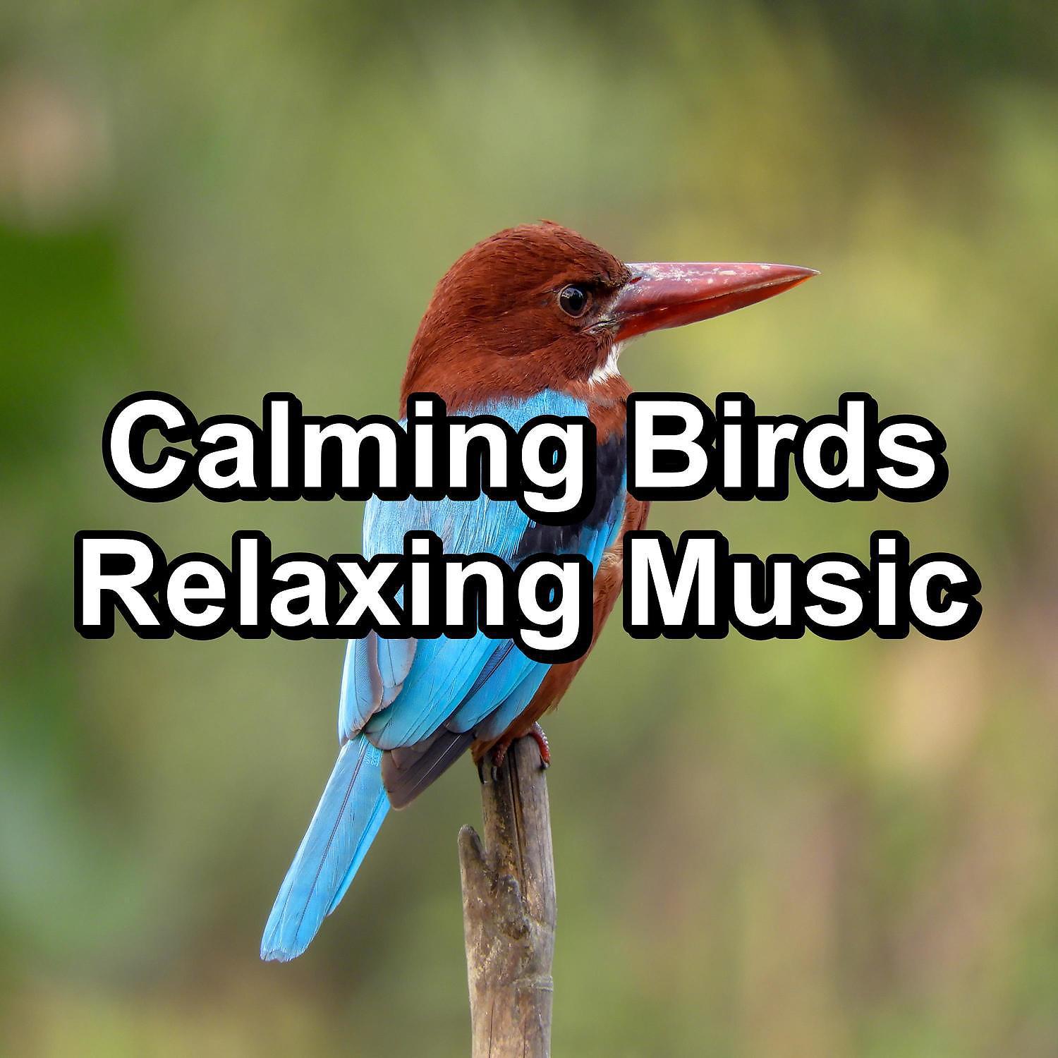 Постер альбома Calming Birds Relaxing Music
