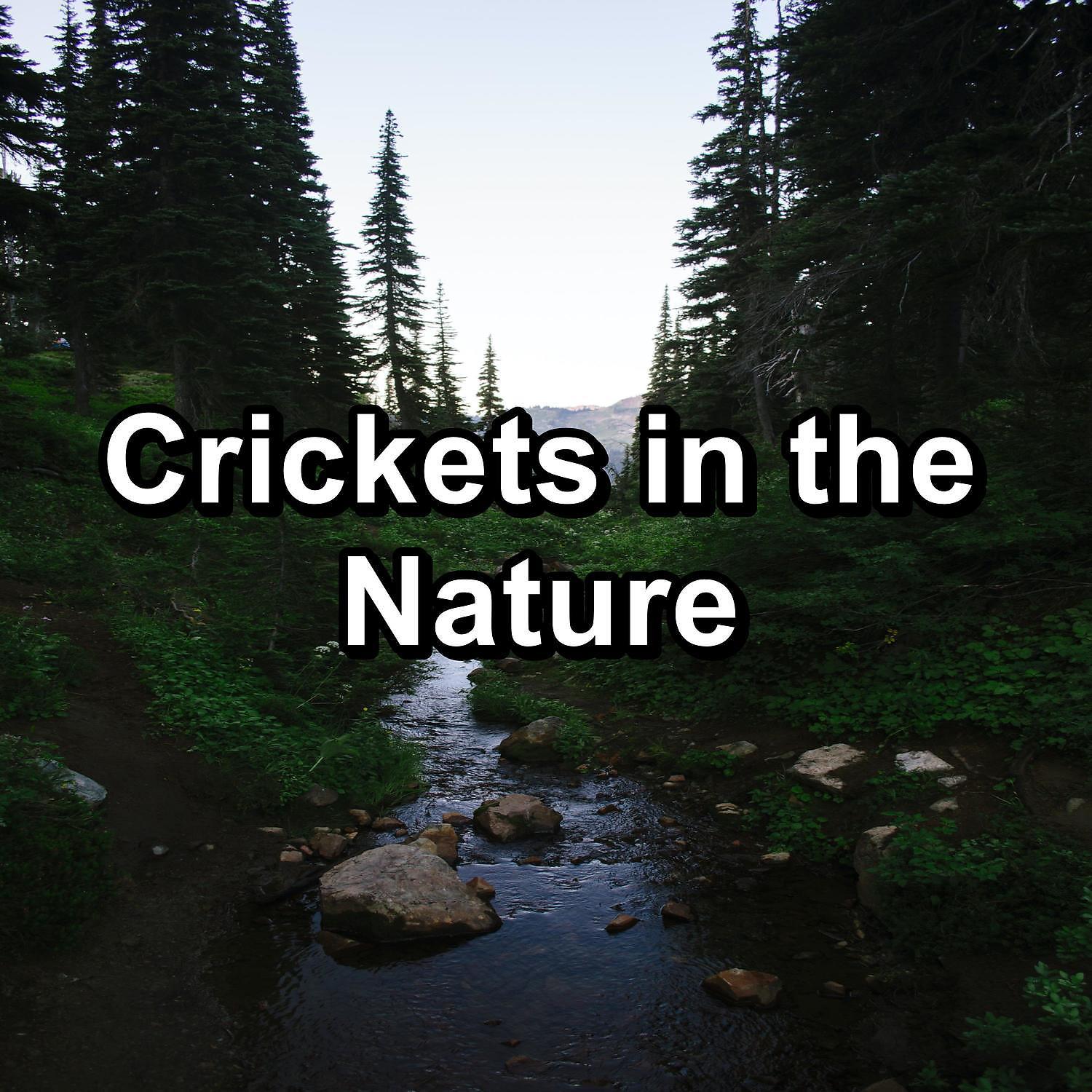Постер альбома Crickets in the Nature