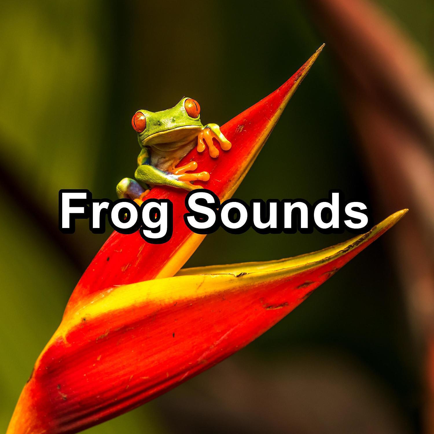 Musica Relajante - Loopable Frogs Swamp Sound