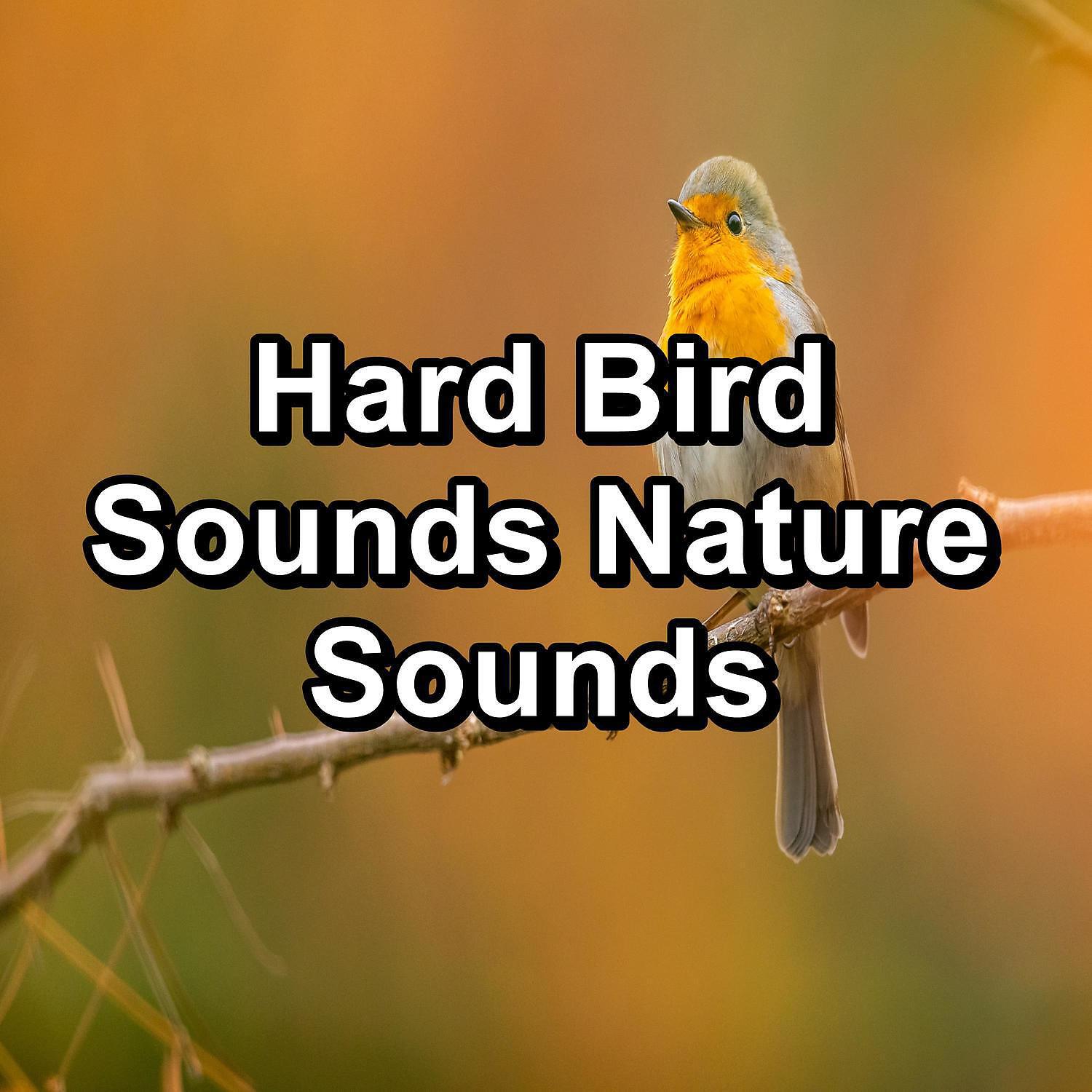 Spa - Rest Bird Sounds Anti Stress Relaxing and Calming