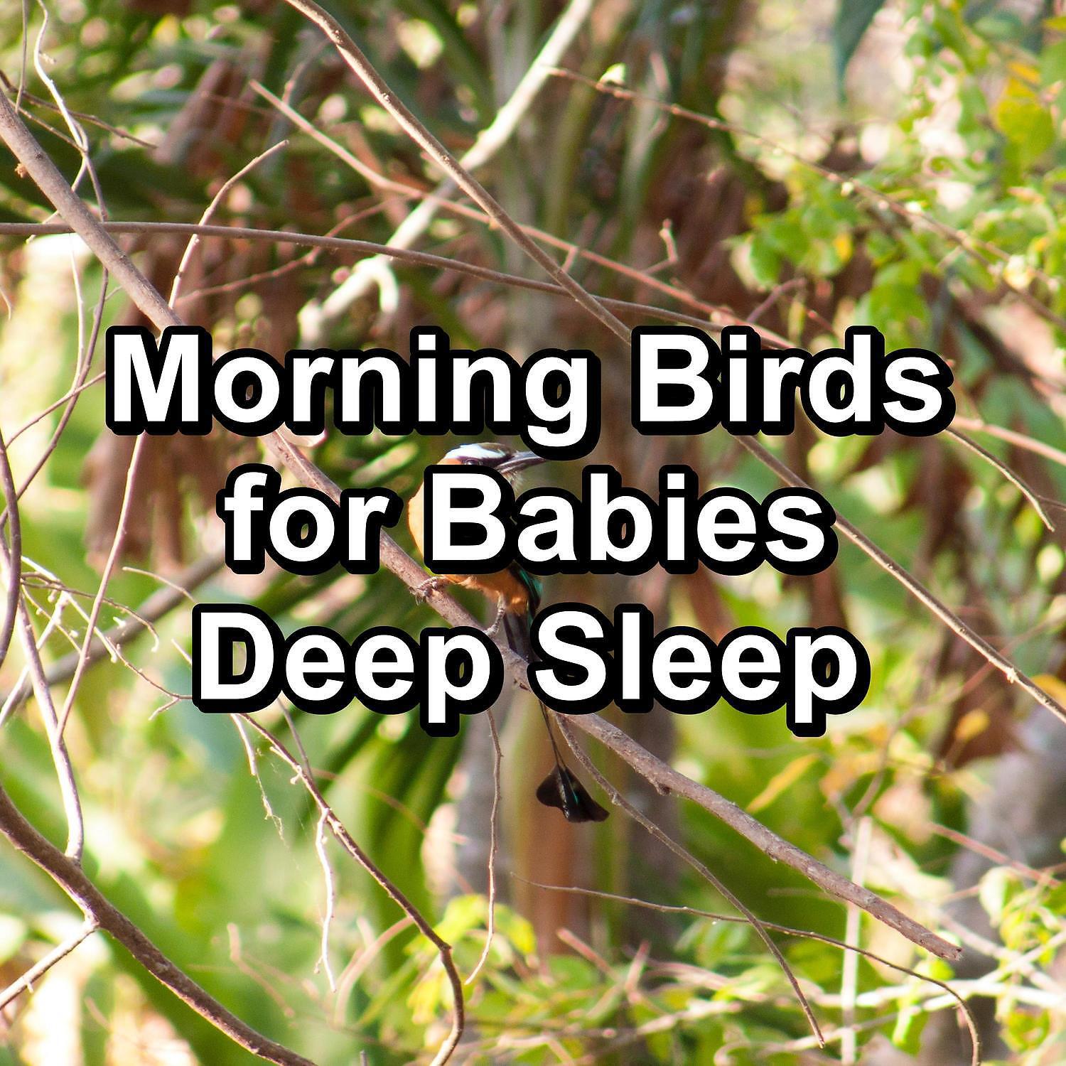 Animal and Bird Songs - Ambient Nature Sounds ASMR Instant Relaxing To Loop for 8 Hours