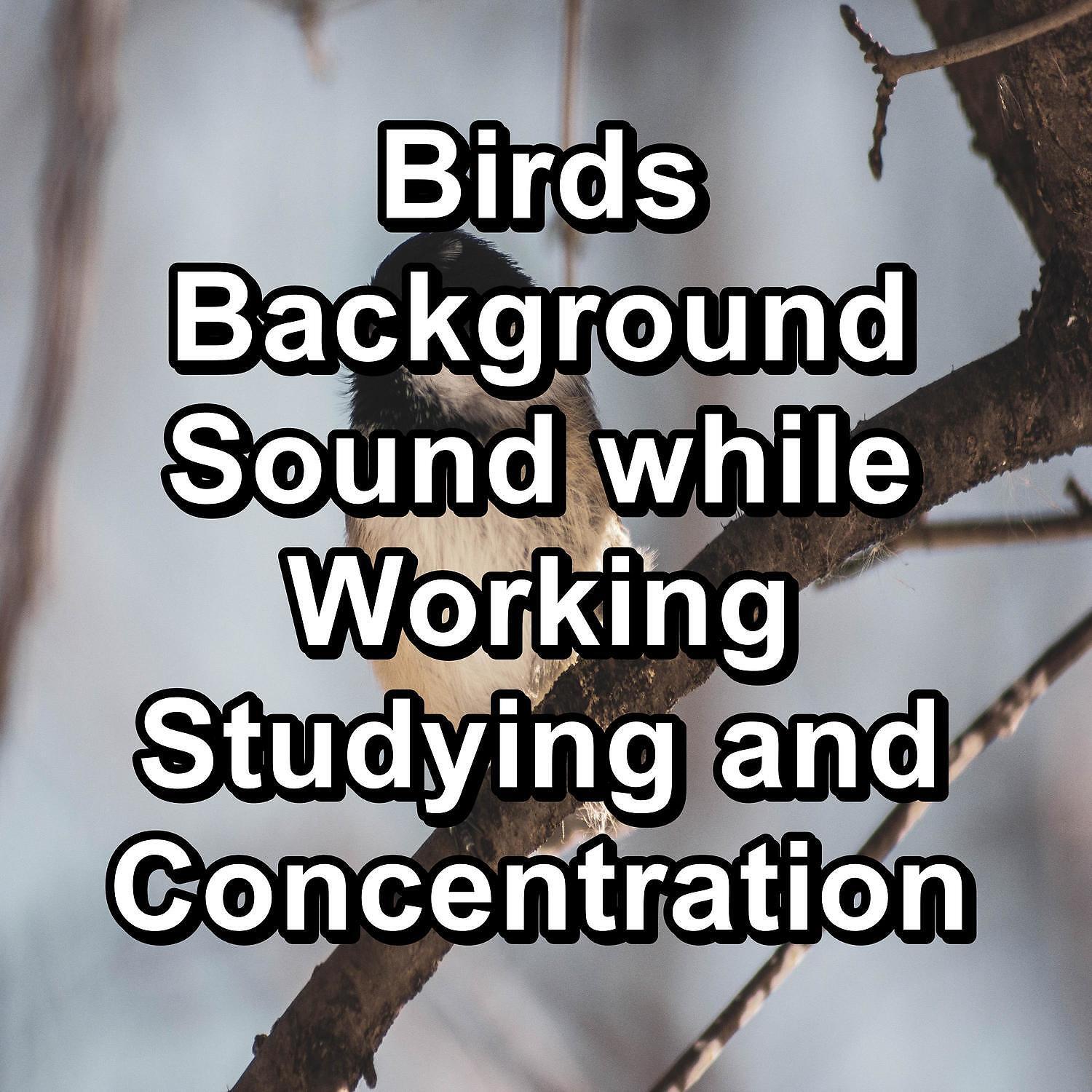 Nature Sounds Nature Music - Rest Bird Sounds For Deep Sleep Peaceful For Meditation